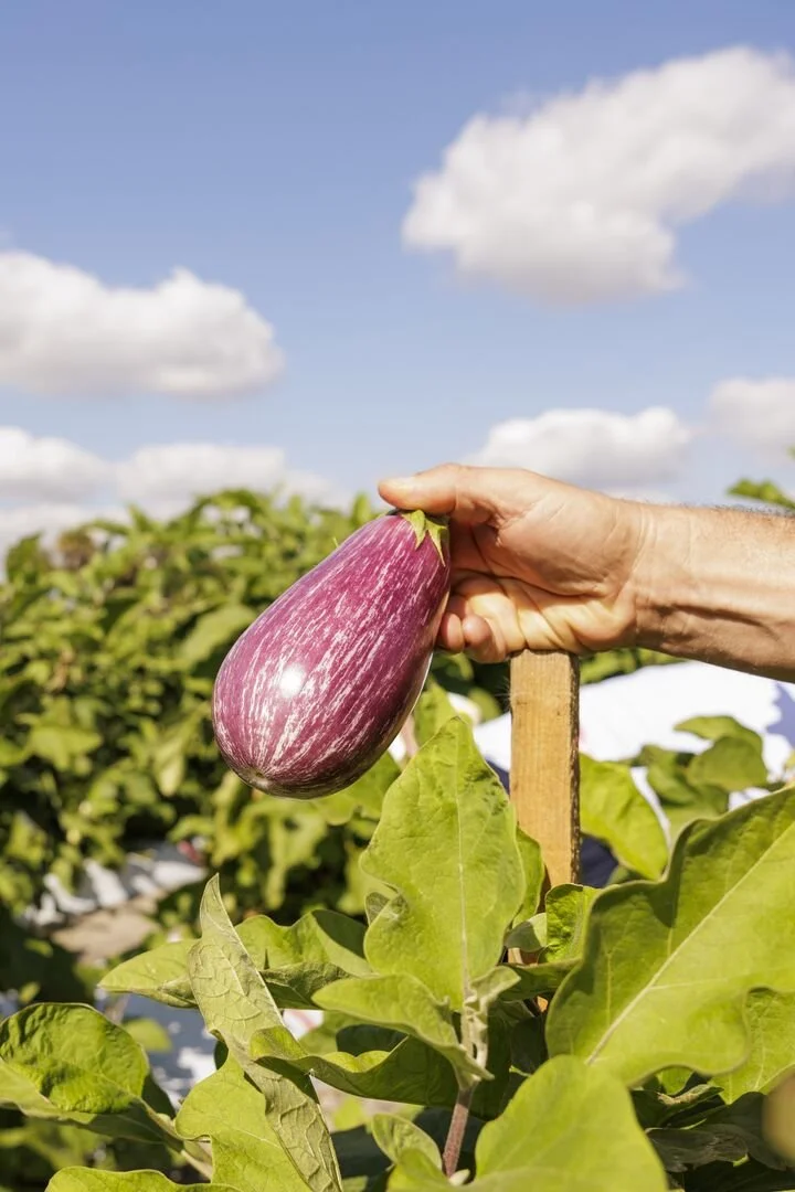 A hand holding a striped eggplant in a garden with green leaves and a blue sky with clouds.