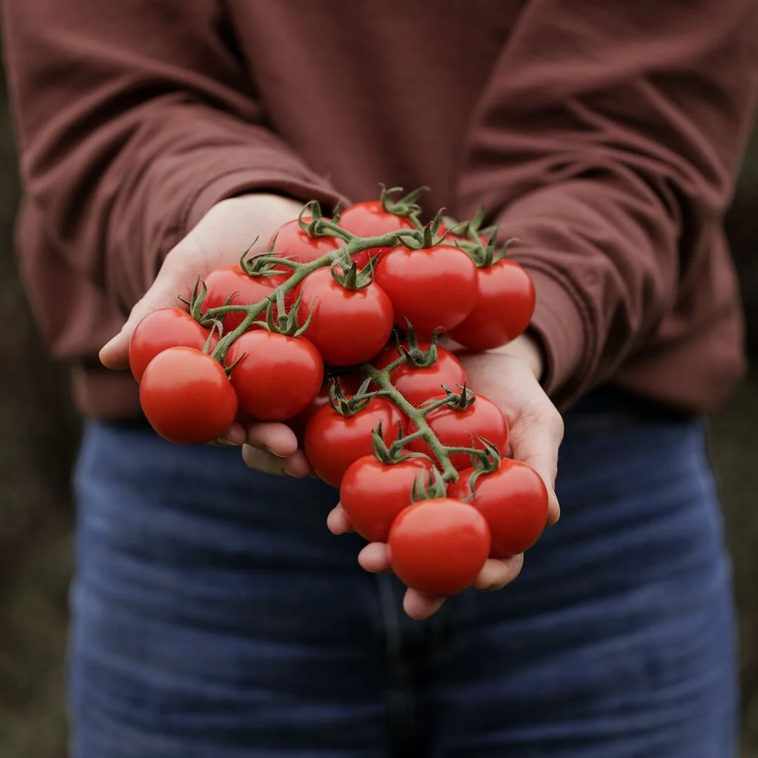 Person holding a bunch of ripe red tomatoes on the vine