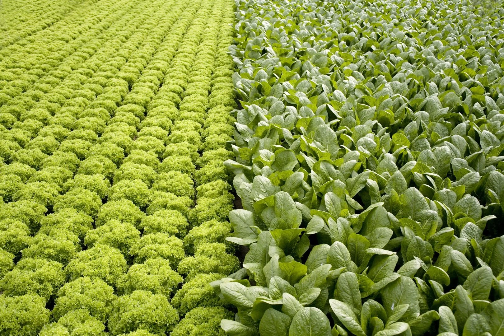 Two contrasting rows of leafy greens in a farm, with bright green curly lettuce on the left and smooth leaf lettuce on the right.