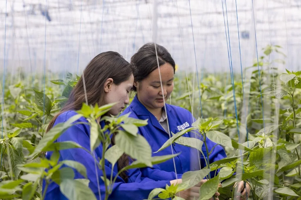 Two women wearing blue lab coats working in a greenhouse with green plants growing on vertical support strings.