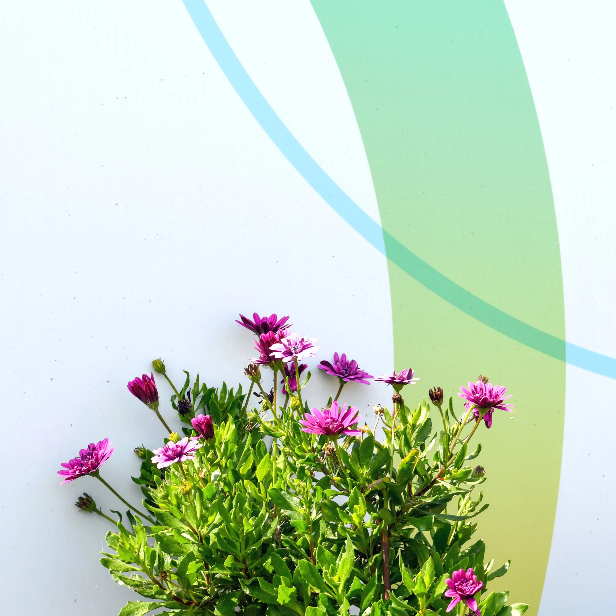 Branding<br><span style="font-size:75%;">Business and Innovation Centre</span></p>