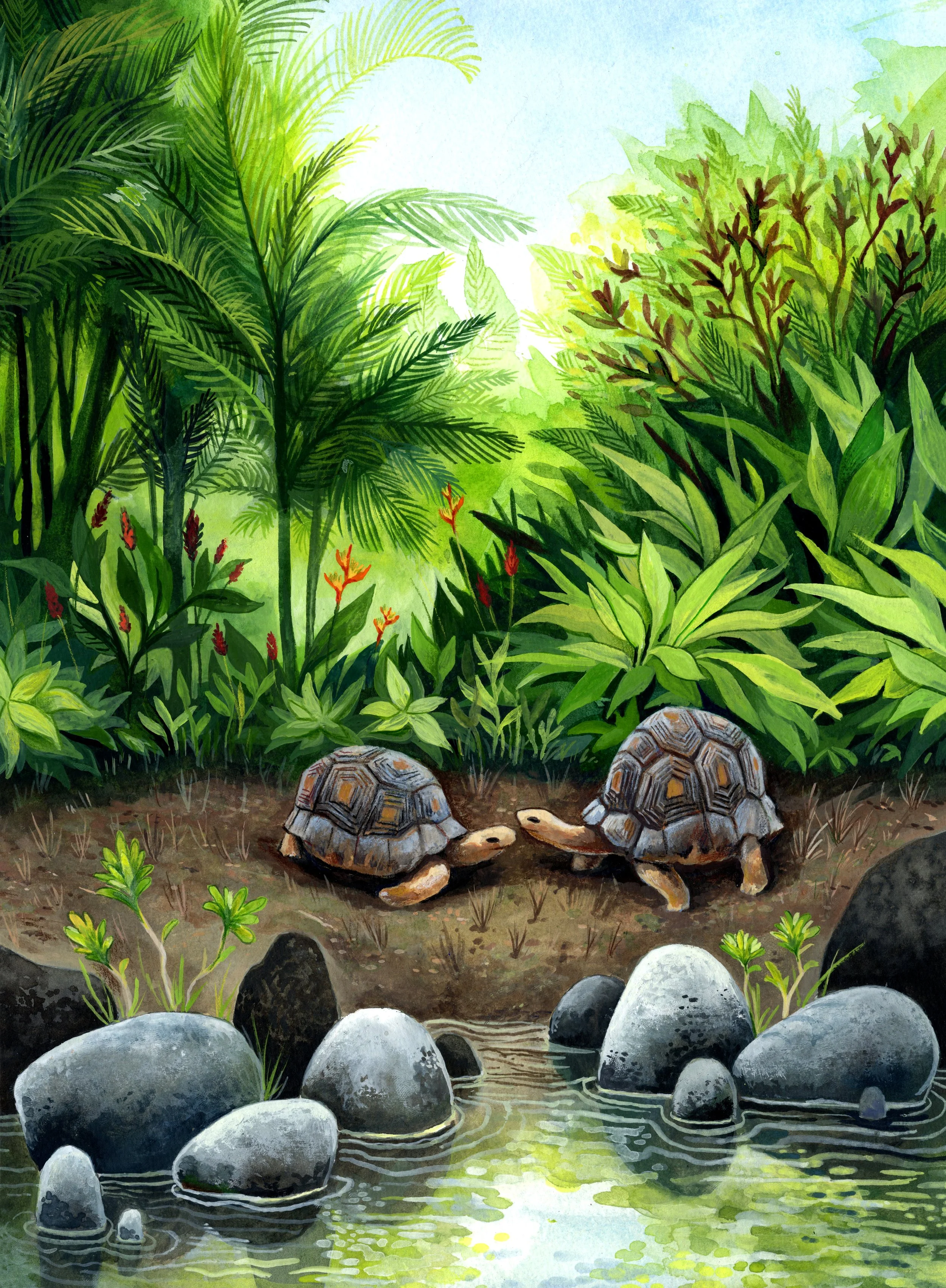 Les tortues terrestres de Kélonia