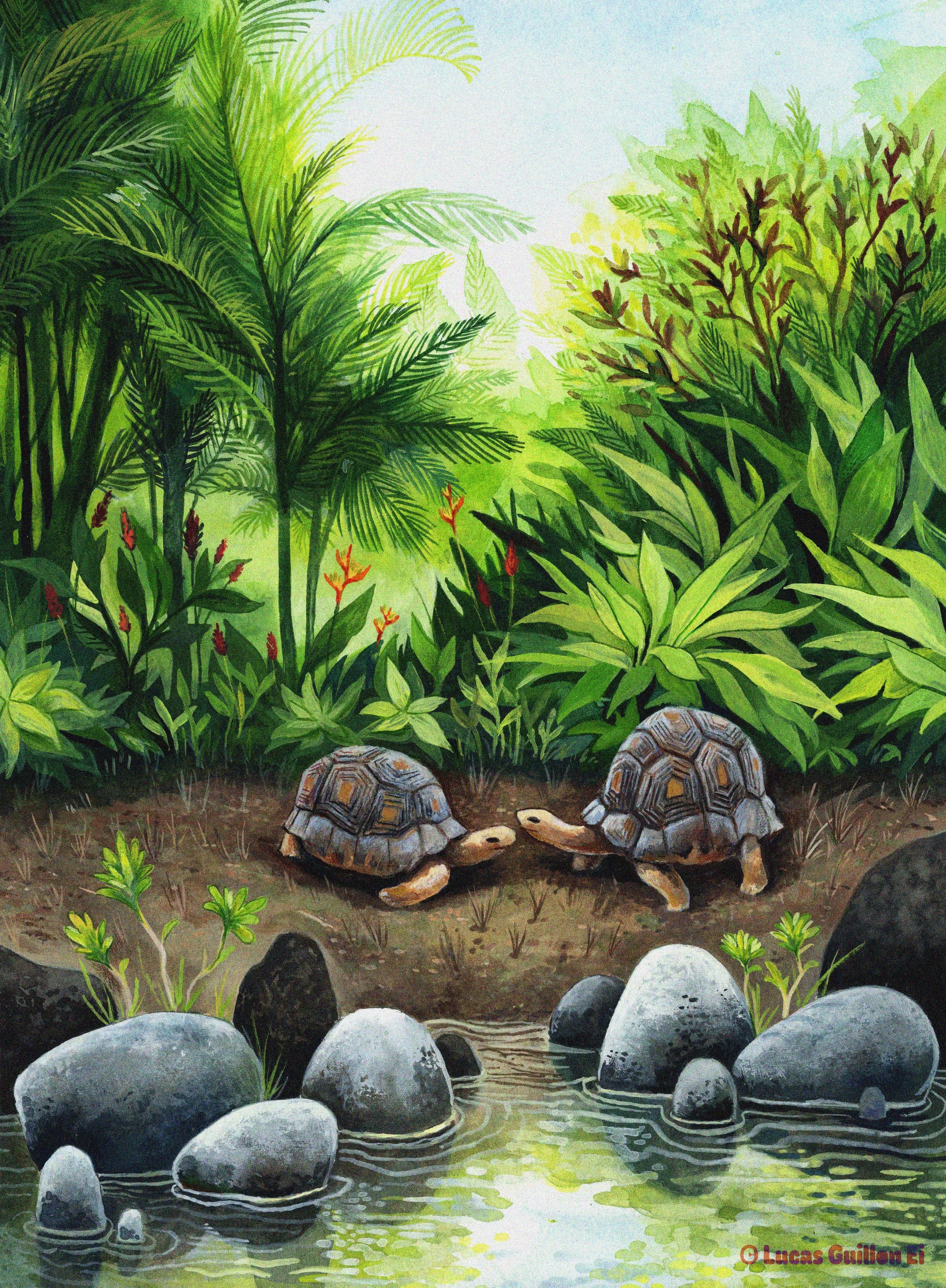 tortue.jpg