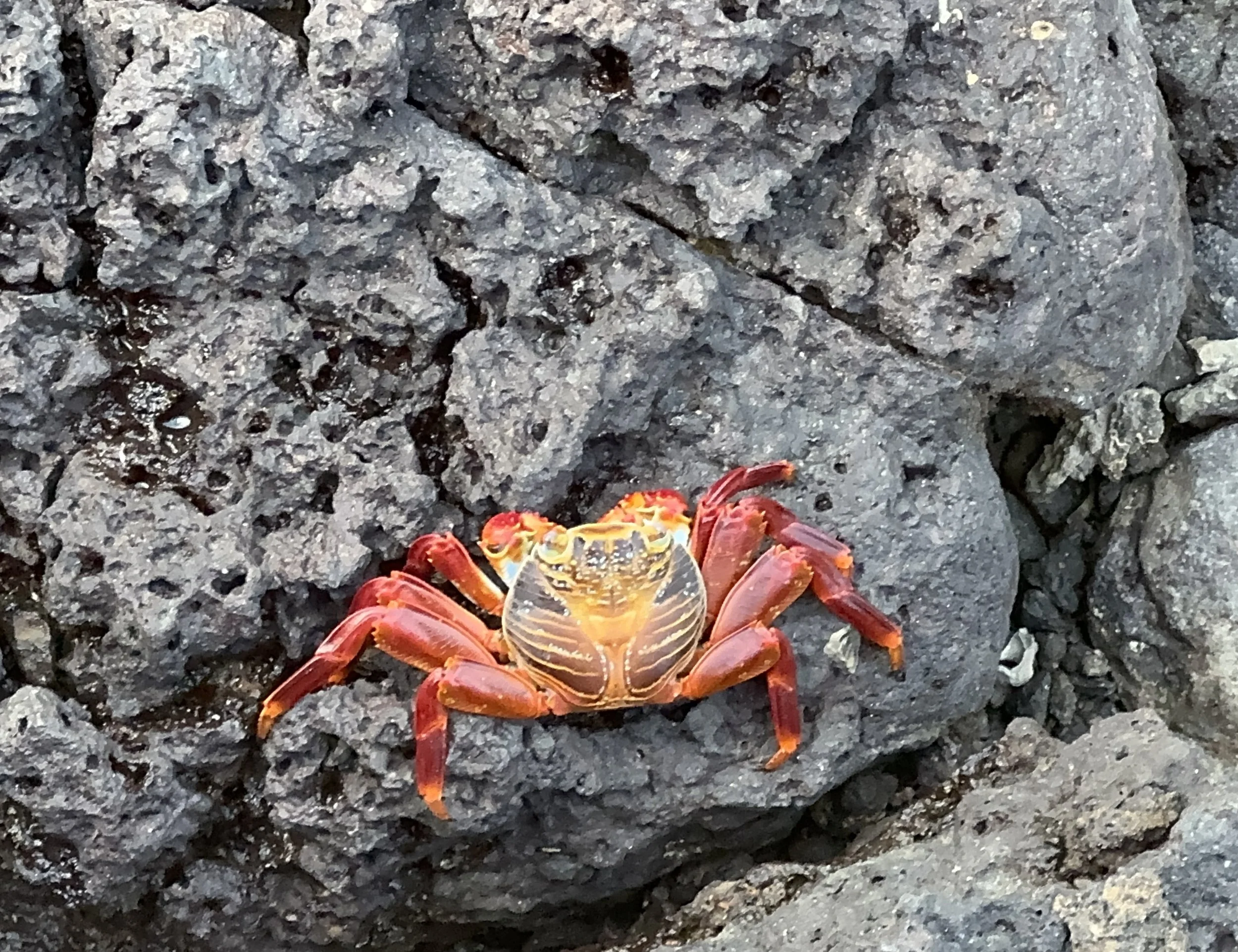 Ausflug auf Santa Cruz