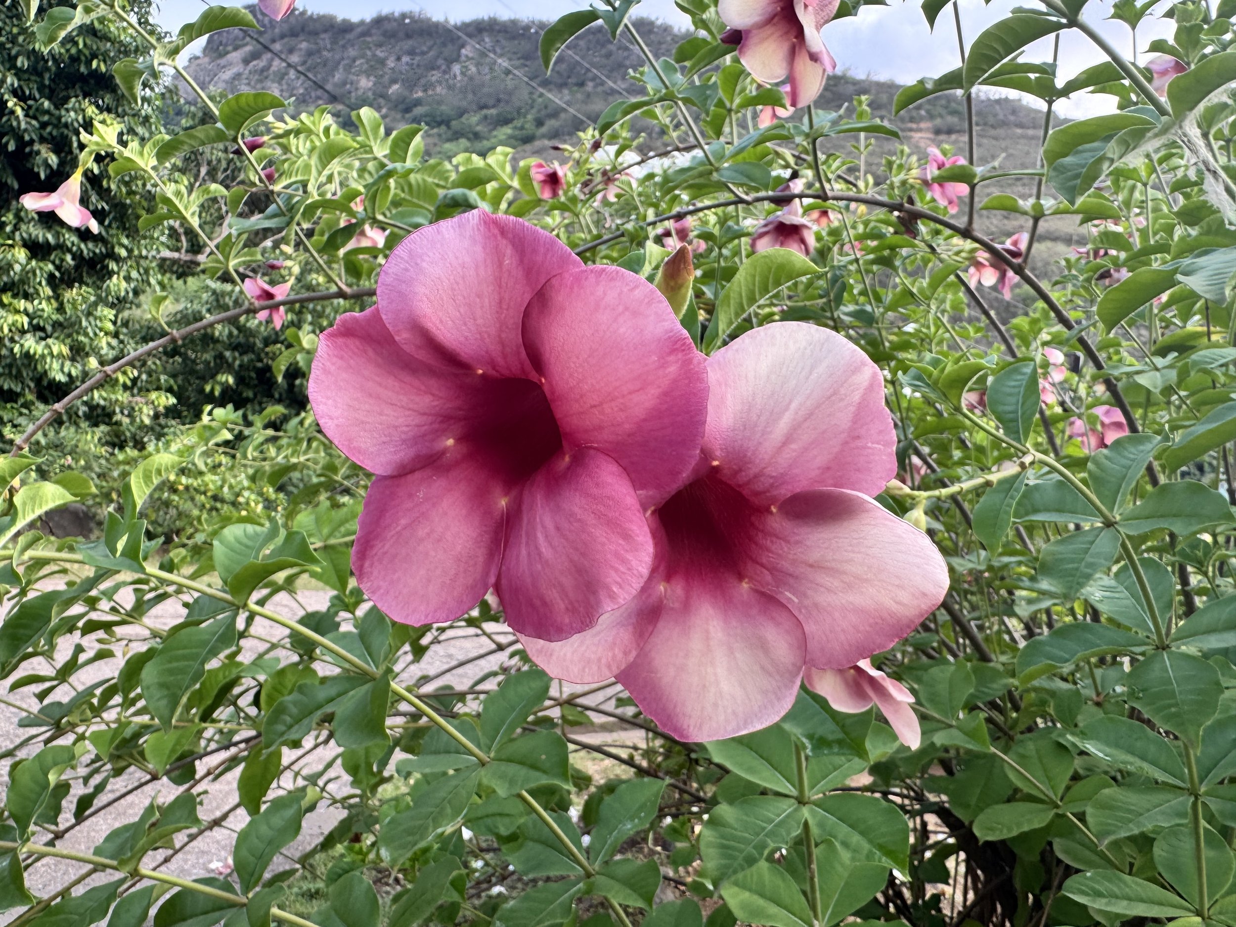 Ua Pou - Hakahetau 12. und 13.3.26