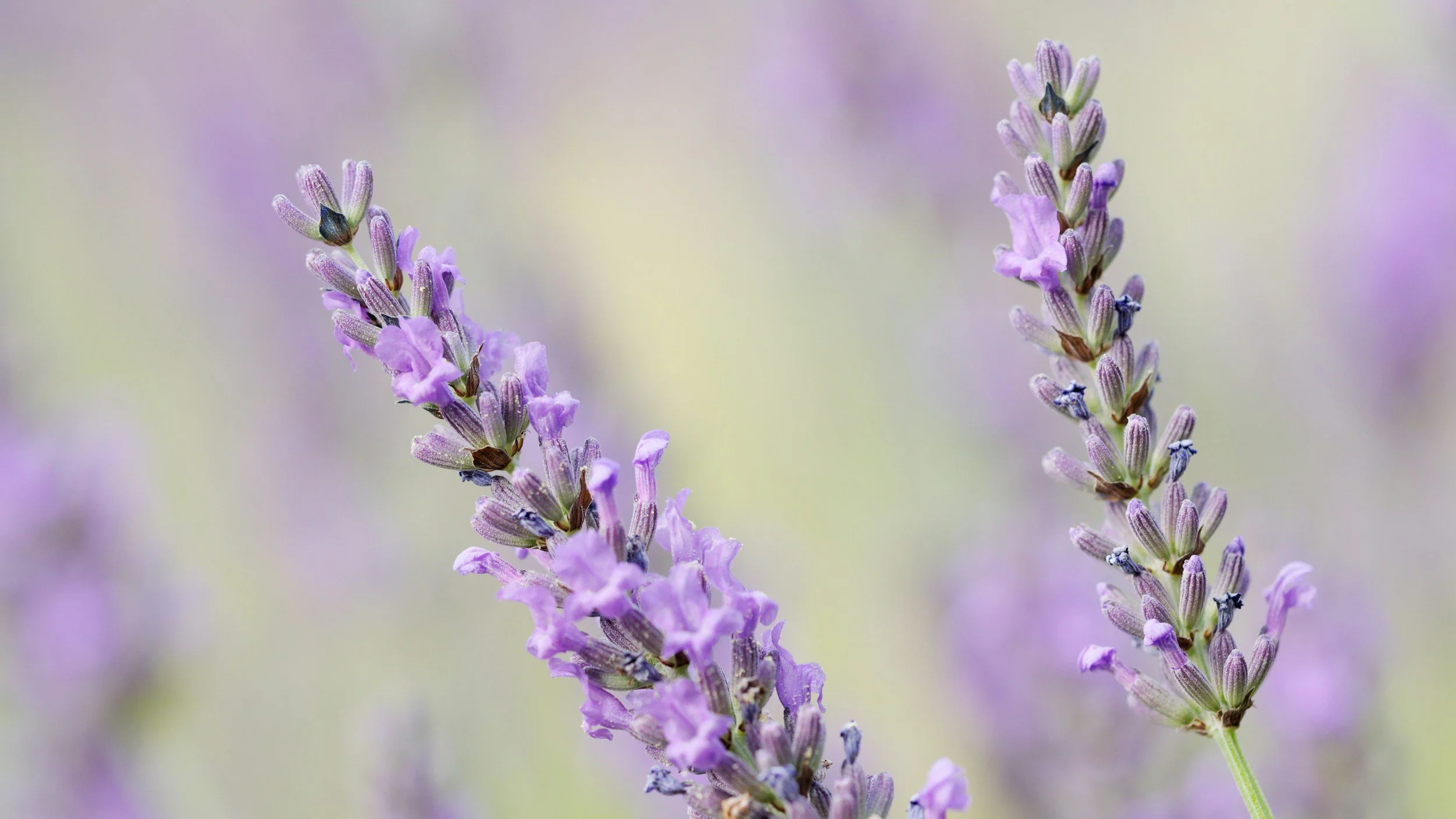Close-up of lavender flower spikes with small purple flowers and green stems.