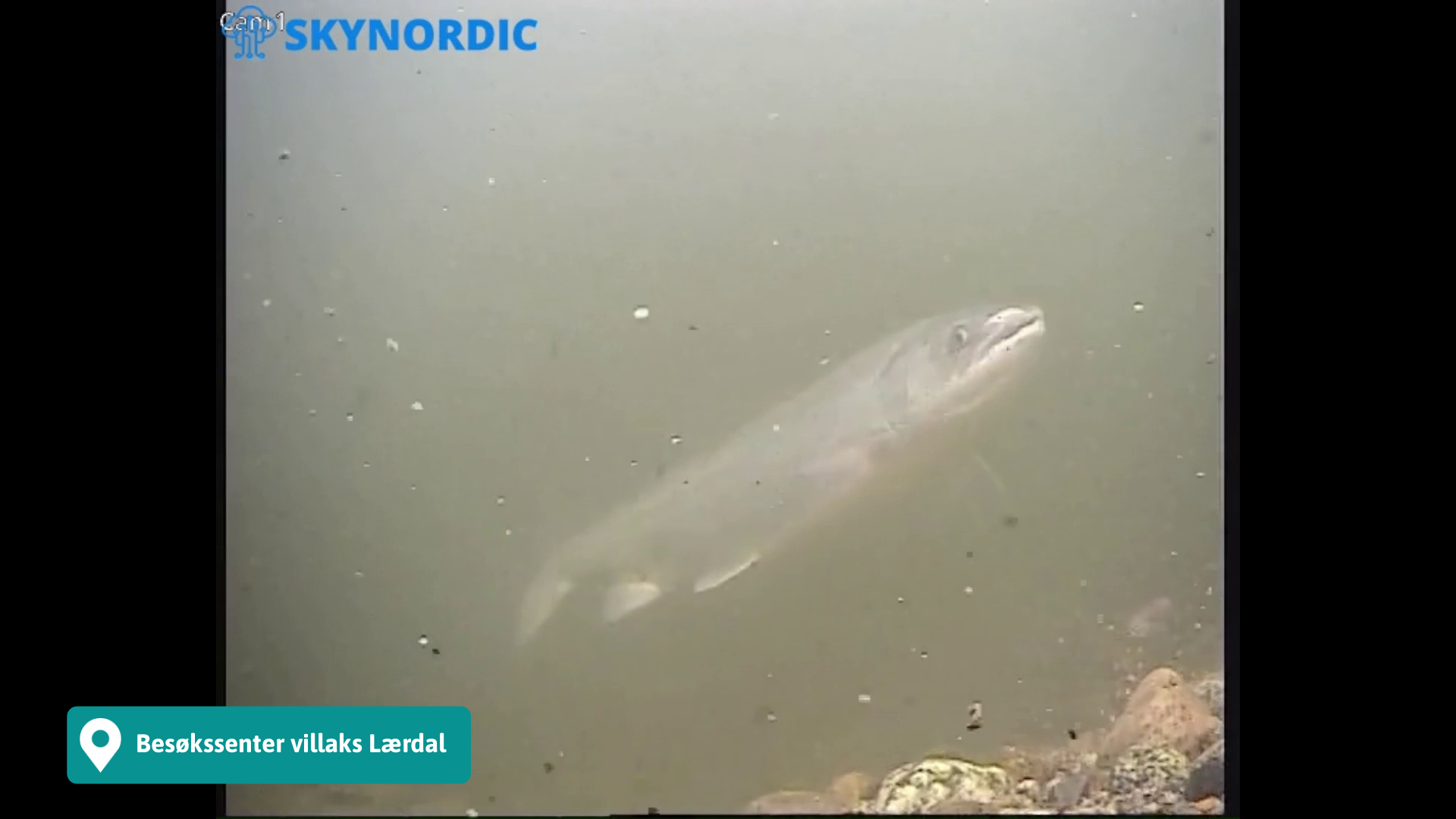Sjå video: Laks og sjøaure med lus på veg opp Lærdalselvi