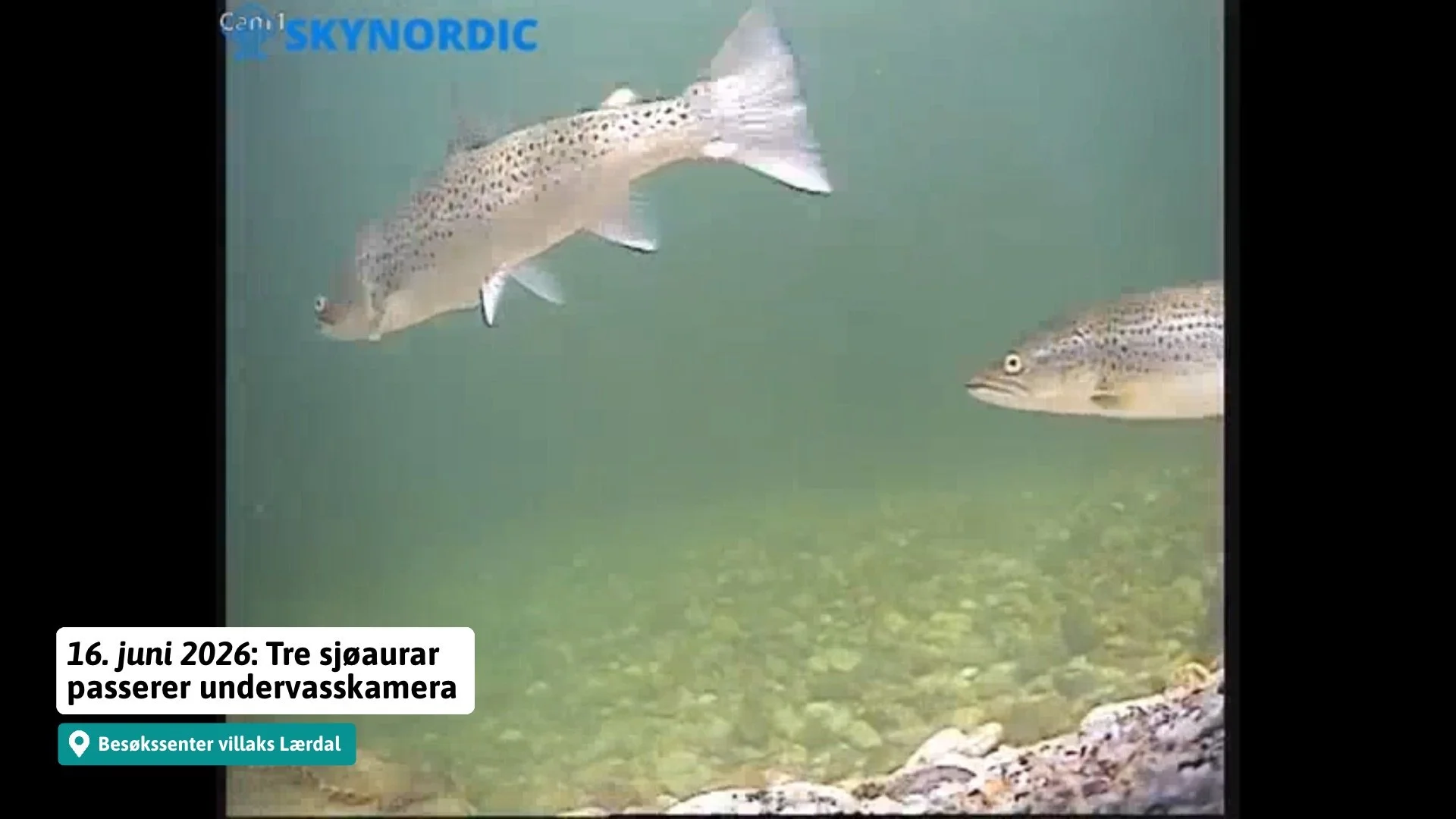 Sjå video: Livet under overflata i Lærdalselva - veke 25