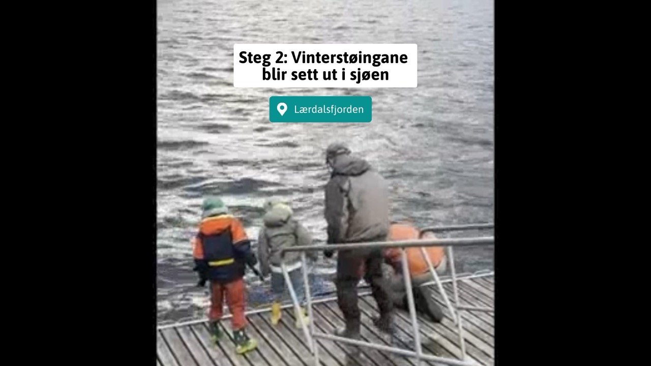 Video: Vinterstøingar satt ut i fjorden, inn med nye laksar