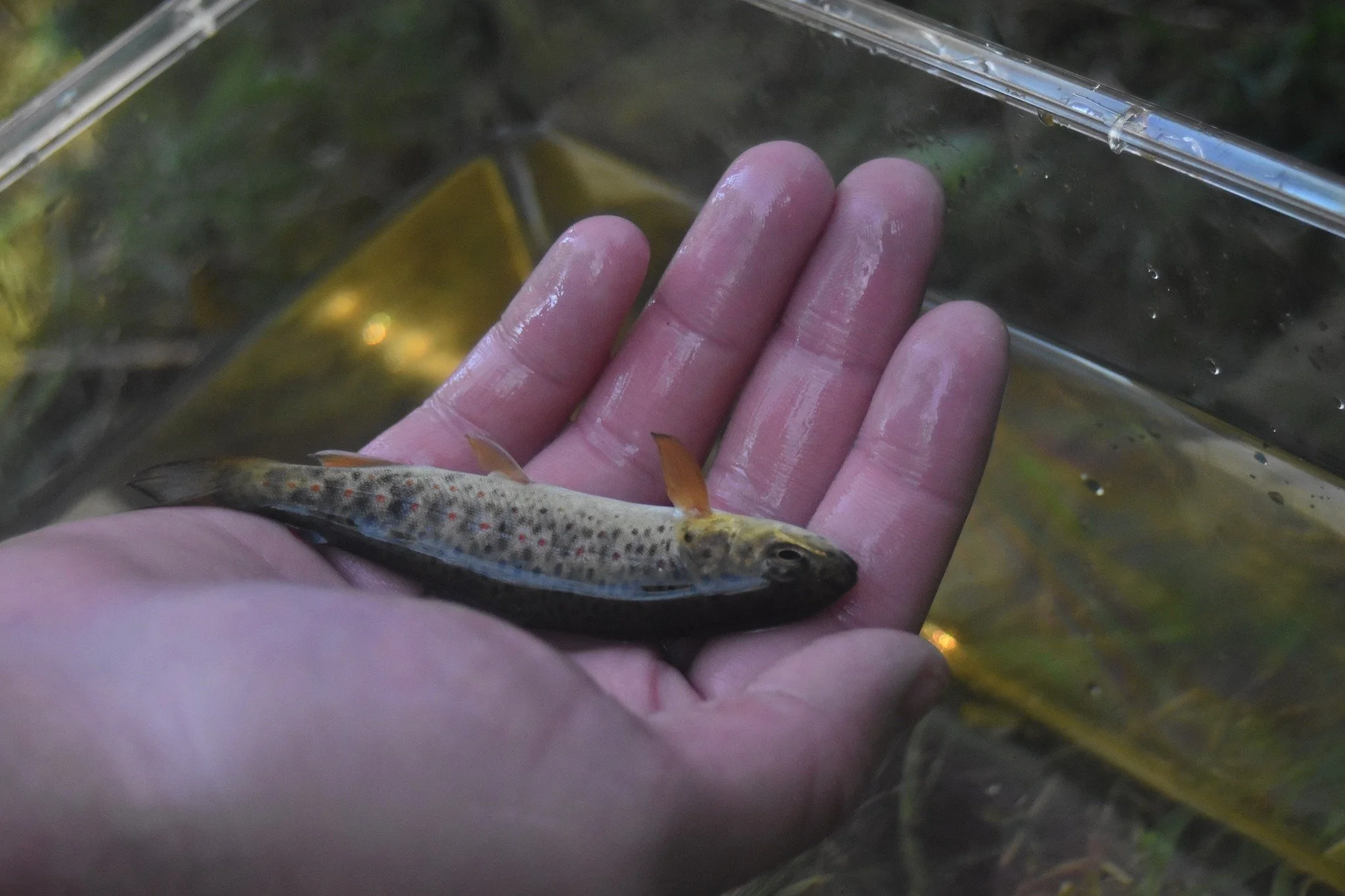 En hånd holder en liten ørret i klart vann, med grønne blader og vannplaneter i bakgrunnen.
