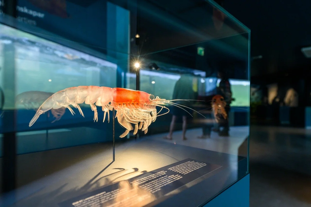 En utstilt hummer i et glassmonter på et museum.