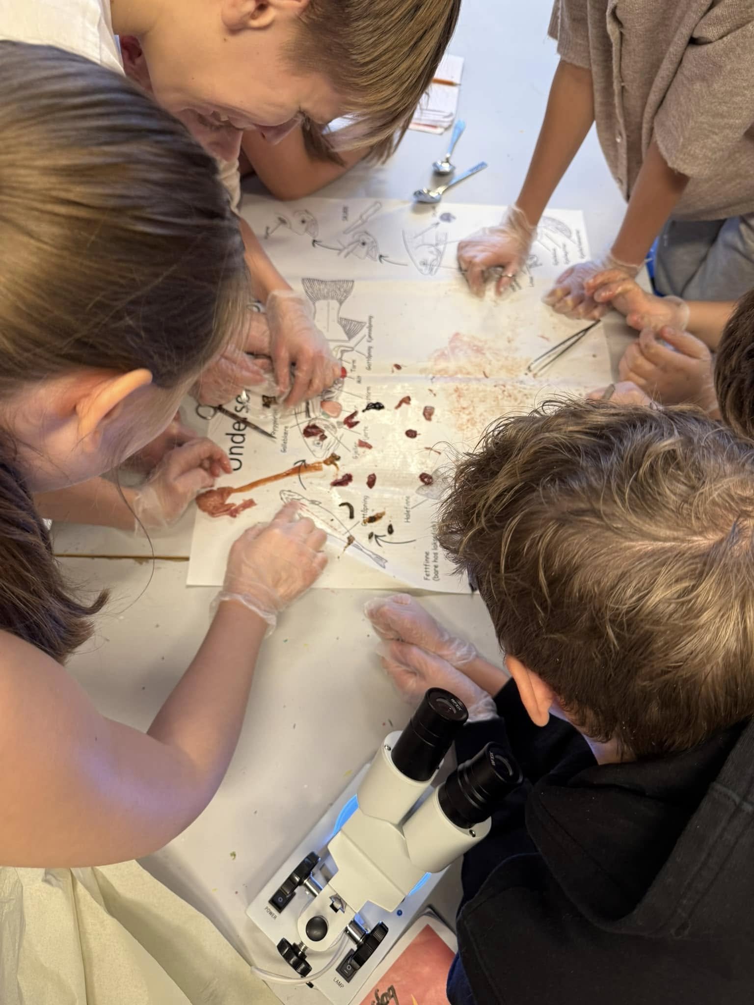 Forskere eller studenter som arbeider med biologisk forskning, bruker mikroskop og utforsker mikroskopiske organismer på et bord.