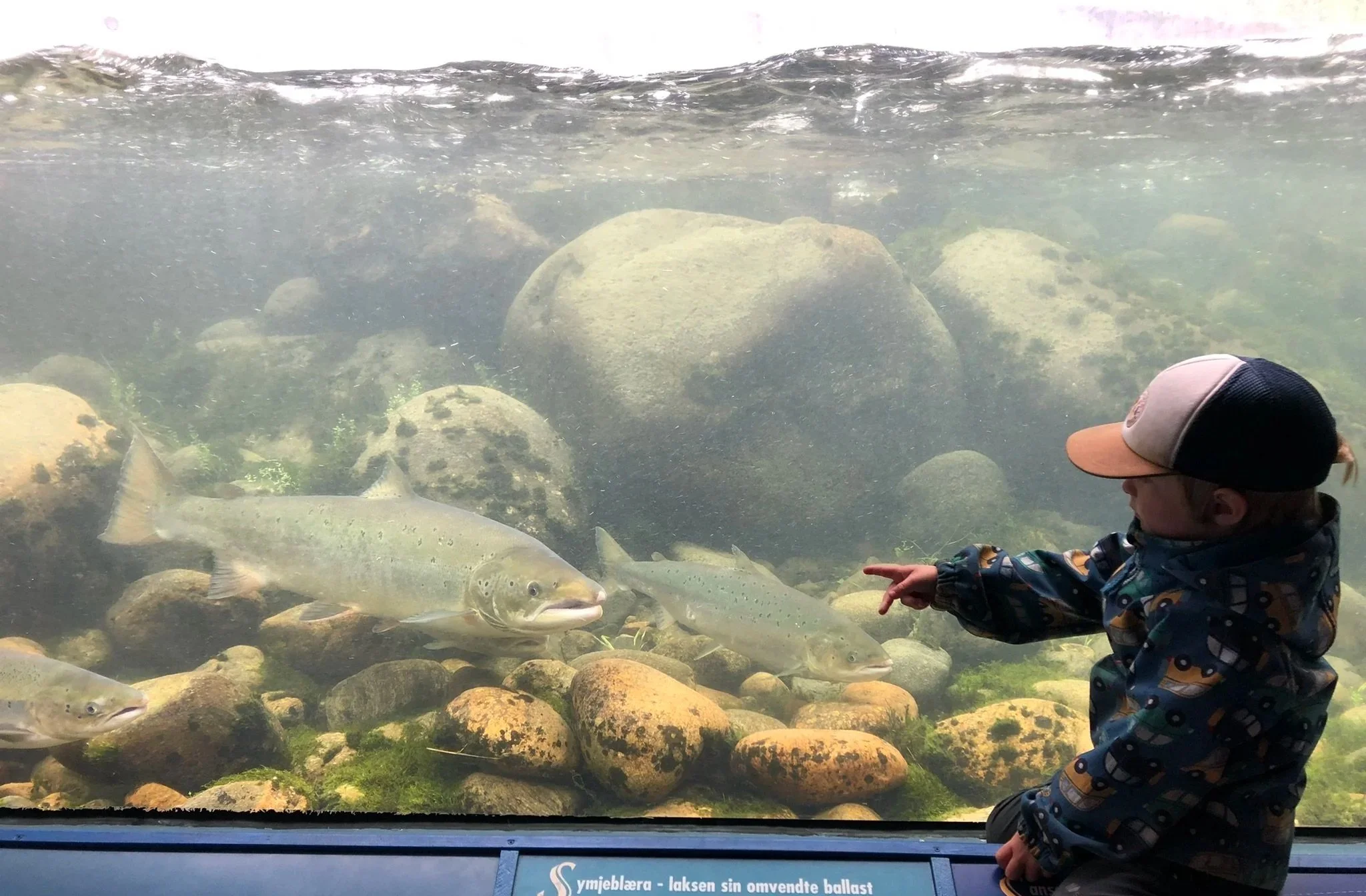 En ung gutt som står foran et akvarium med steiner og fisk, og peker mot en stor fisk. Guttens ansikt er delvis dekket av en cap og han har briller på.