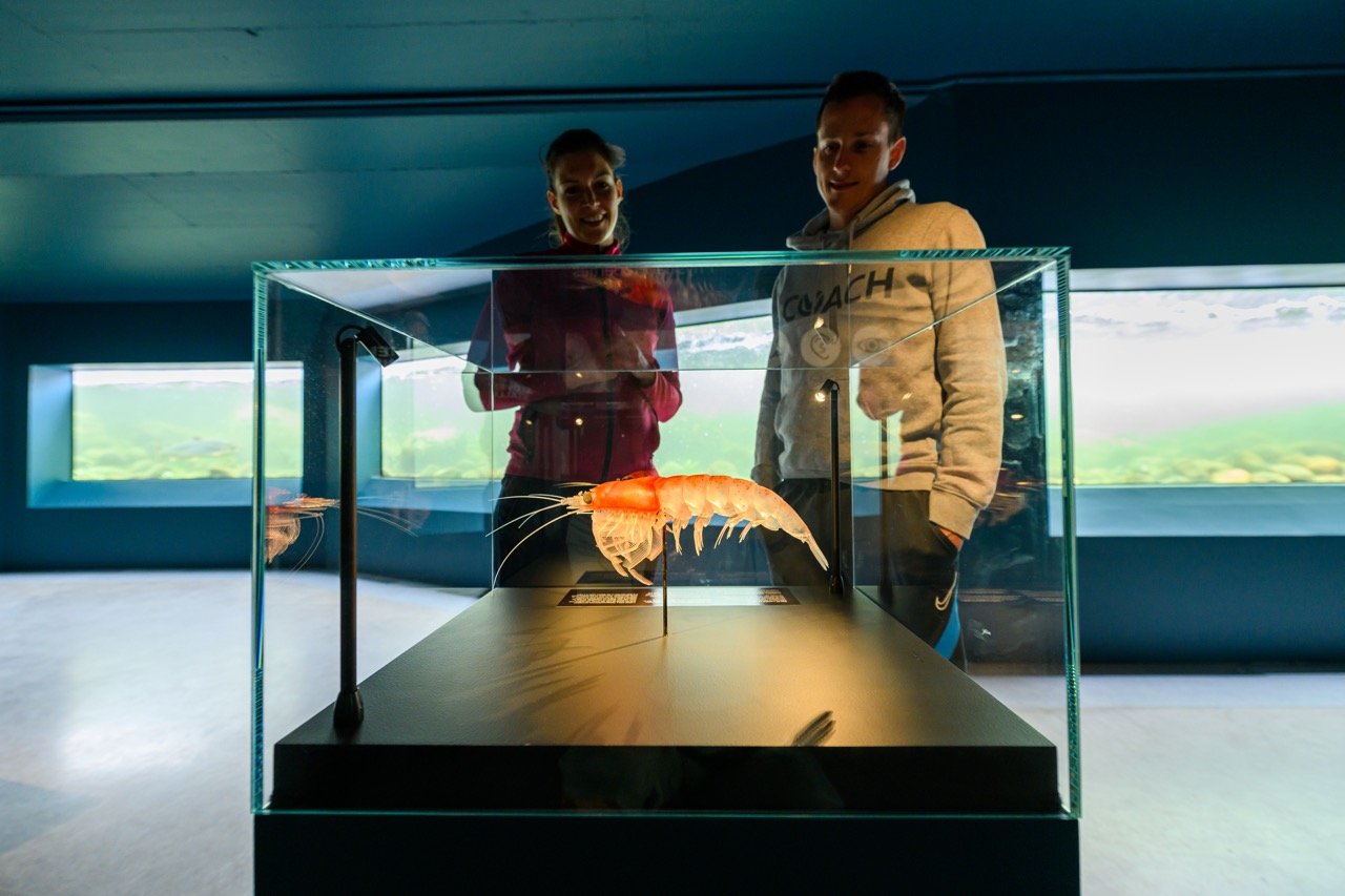 To personer ser på en stor sjømatutstilling med en utstilt reke i et glassmonter.