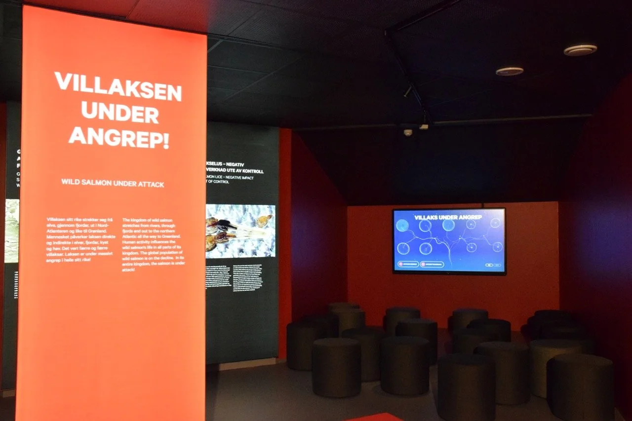 Informasjonstavle om villaks under angrep, på norsk og engelsk, i et utstillingsrom med stoler og skjerm.