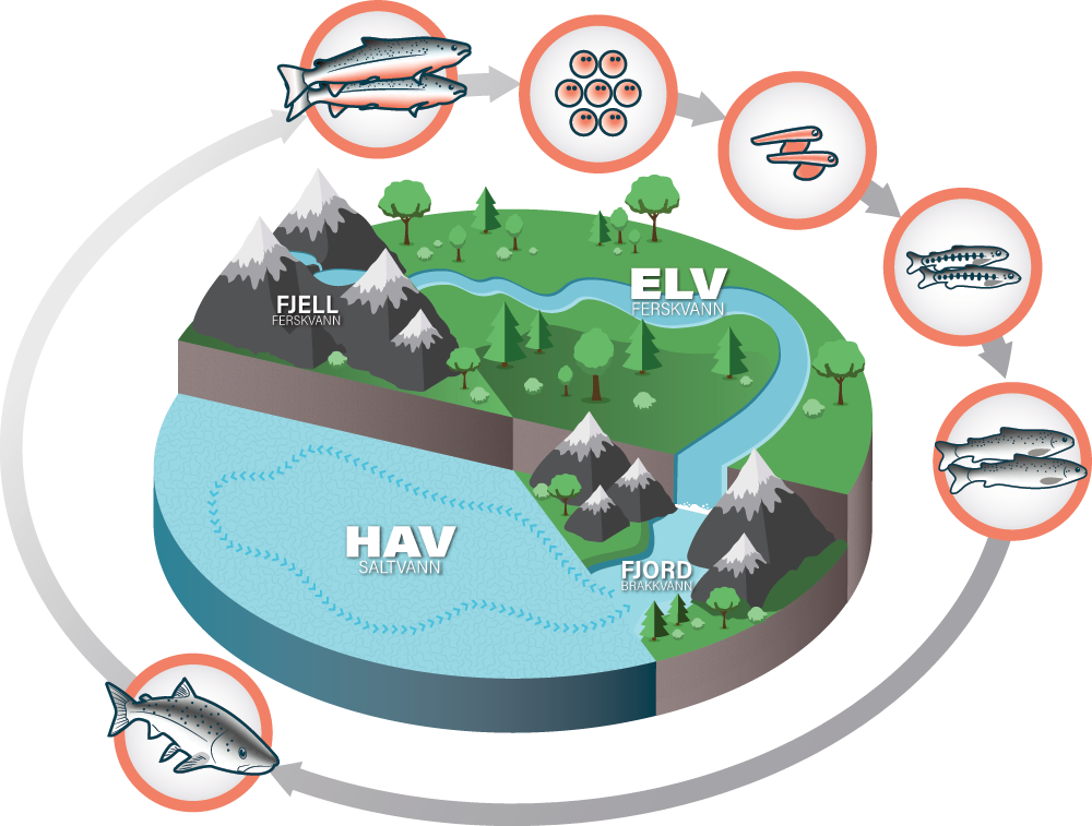 Diagram som viser livssyklusen til fisk, fra egg til voksen, i et økosystem med fjell, elv, innsjø og ferskvann.