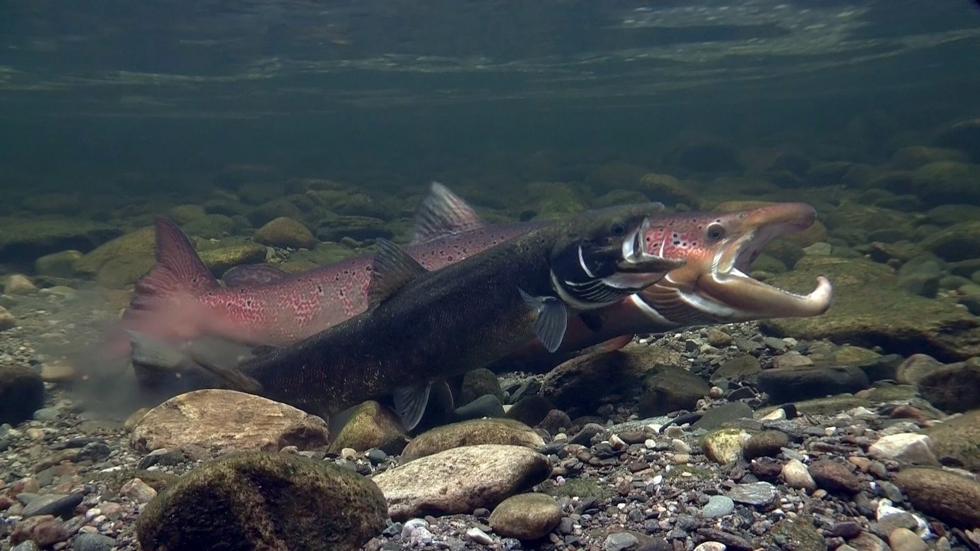 Fisker i en elv med flere steiner, én av fisken har et åpnet kjeveslag.