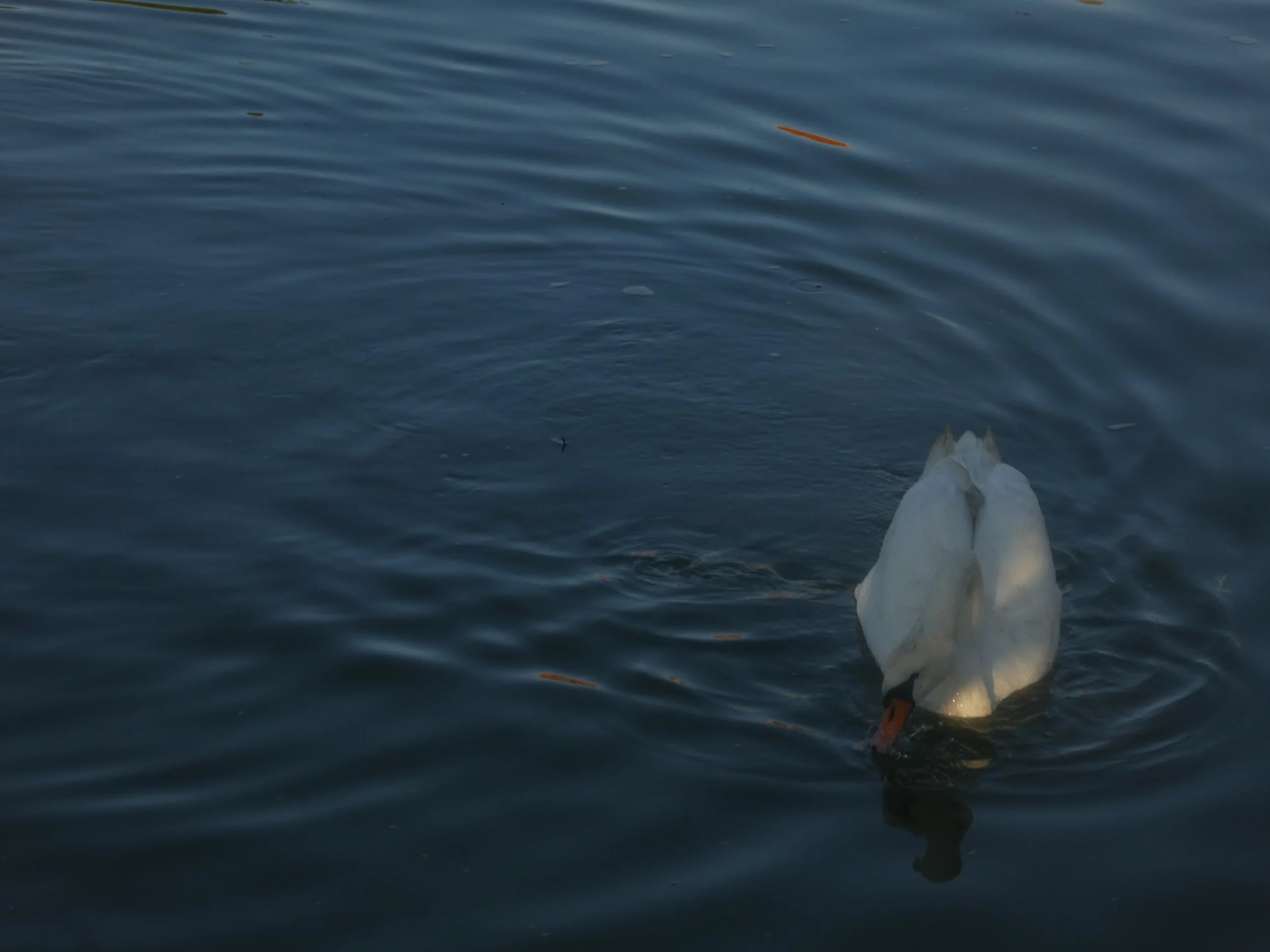 Rights of Rivers: A Remembrance w/ Raybel Charters