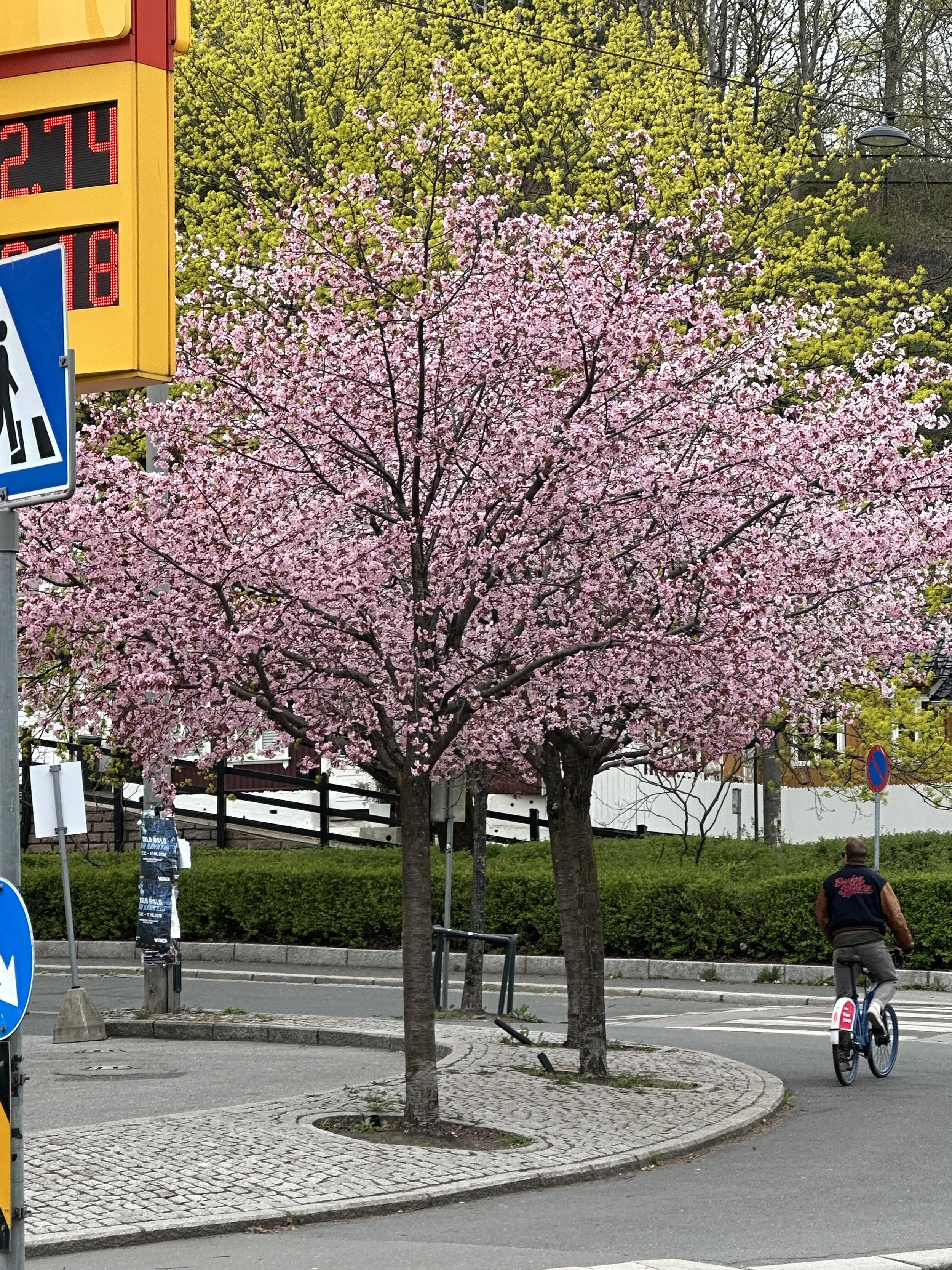 En sykkelrytter kjører langs en rundkjøring med trær i blomstring, inkludert en stor rosa blomstrende tre og en annen med grønne blader. En person er åpenbart i sykkelsetet, og det er trafikkonøgnsskilt og trafikklys i området.