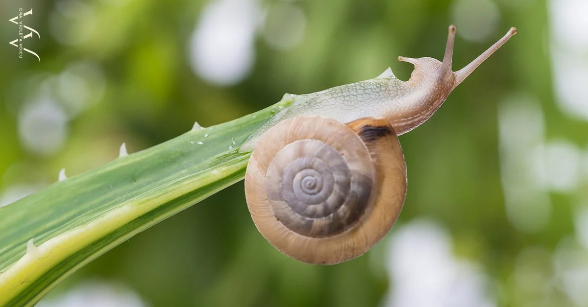 Por qué la odontología necesita ir más despacio