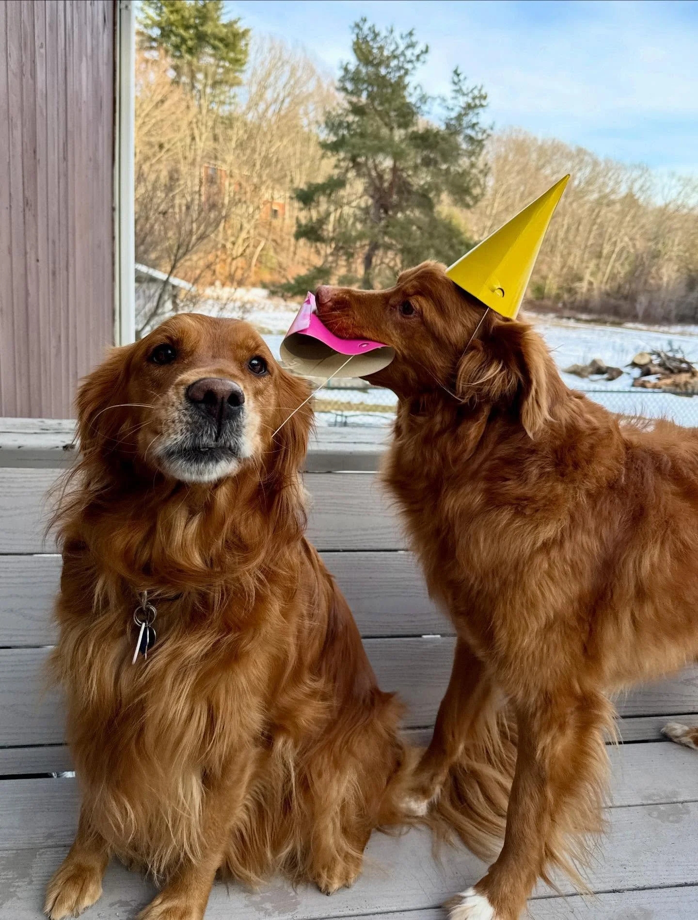 Nixon turned 1️⃣1️⃣ this weekend.🎈 Love this guy, crazy how quickly the time goes. 

#toller #nsdtr #novascotiaducktollingretriever #ducktoller
