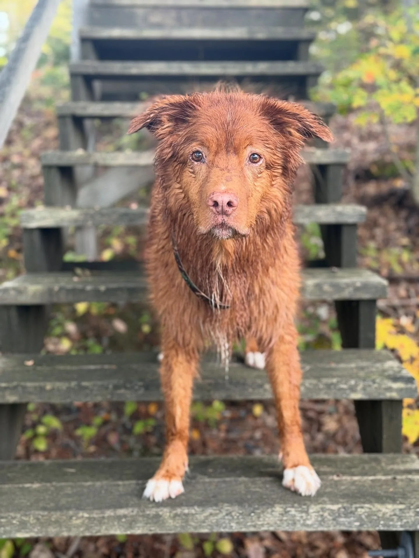 Big water guy 

#toller #nsdtr #ducktoller #novascotiaducktollingretriever