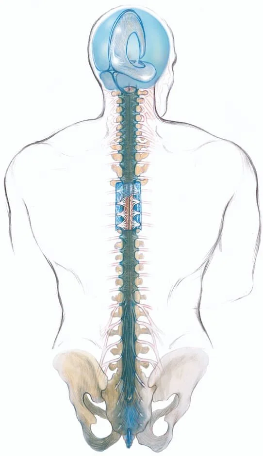 craniosacral-system-DhkVGzIi.jpg