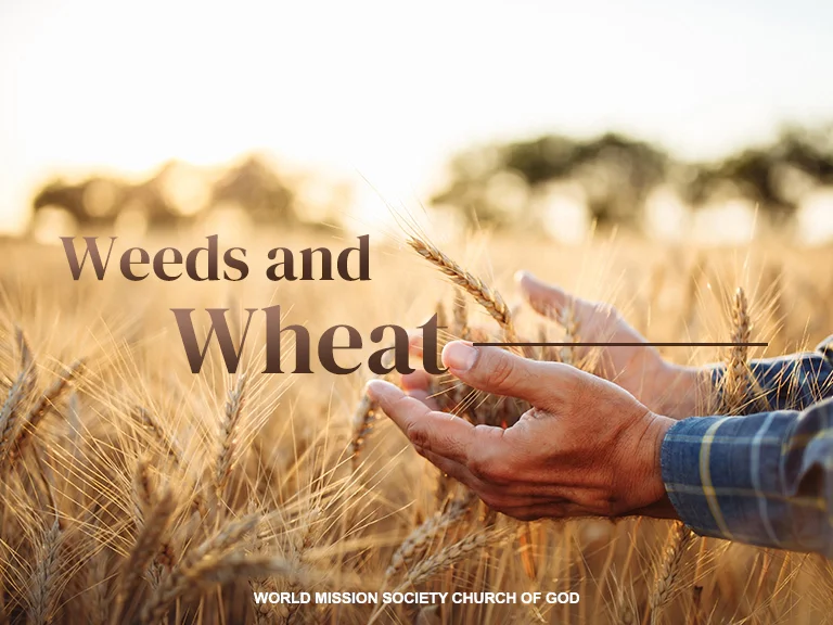 Weeds Among the Wheat