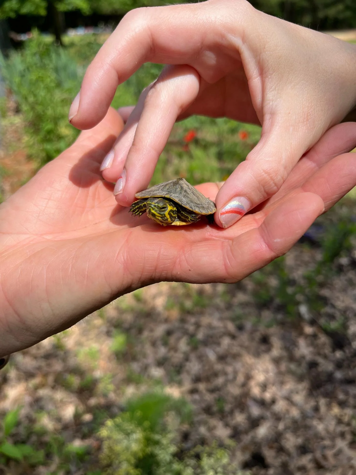 A person holding a small turtle with yellow and black markings on its head and a gray shell, outdoors with greenery in the background.