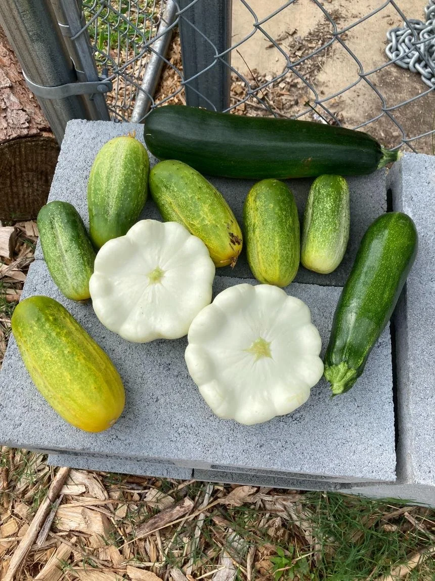 Various zucchinis, two patty pan squashes, and a cucumber arranged on a concrete block outdoors near a chain-link fence and dry leaves.