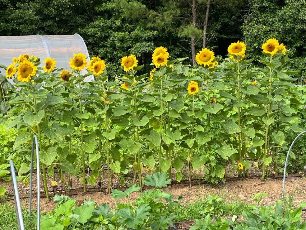 A row of blooming sunflower plants with yellow flowers in a garden, surrounded by green foliage and a greenhouse in the background.