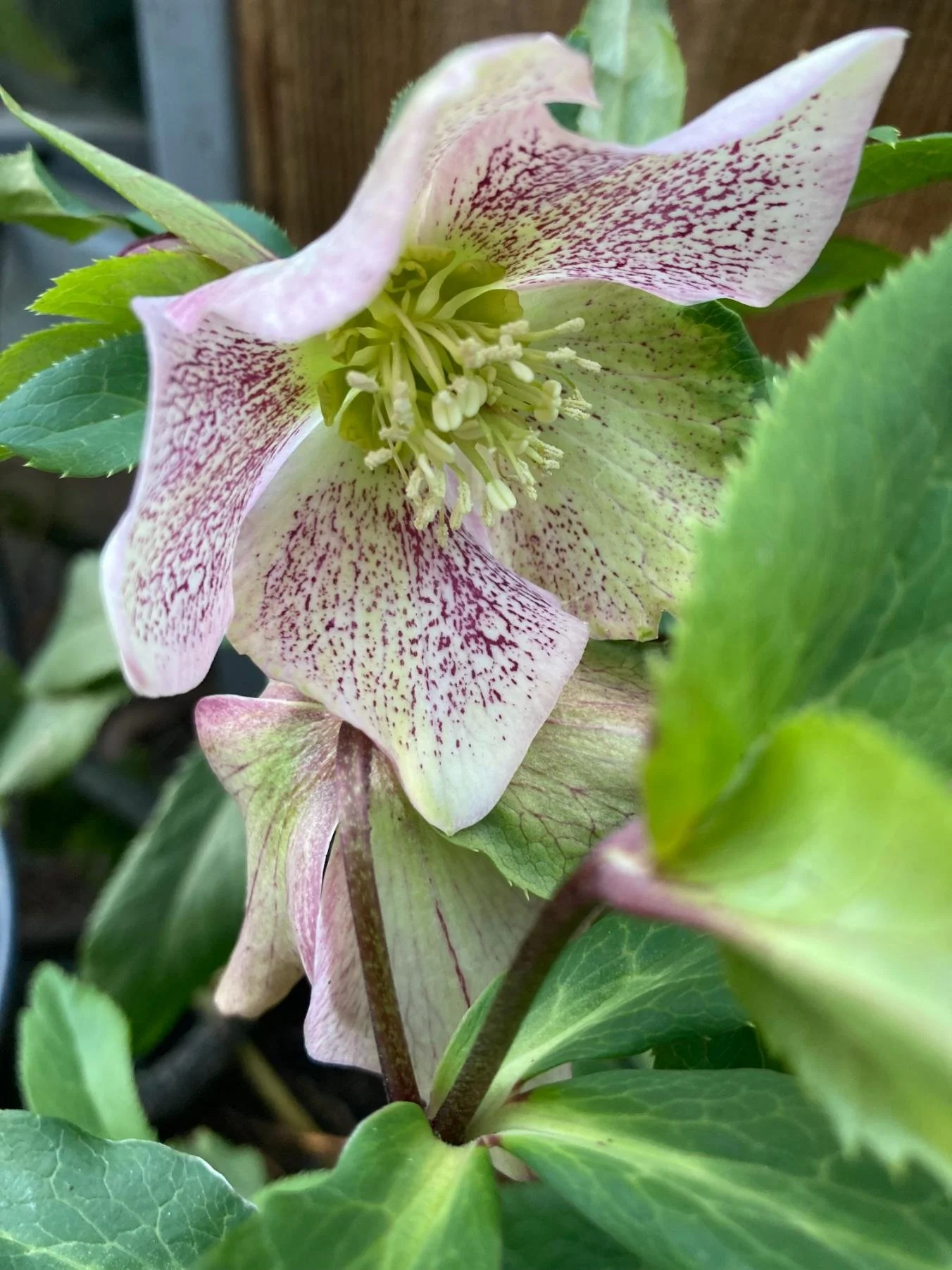 Close-up of a variegated hellebore flower with pale pink petals and dark pink speckles, surrounded by green leaves.