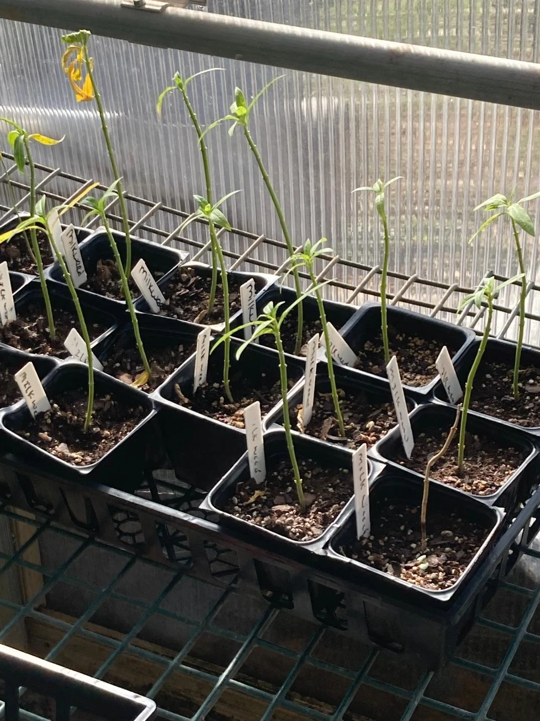Young plants growing in small pots labeled with plant names, placed on a tray in a greenhouse with sunlight coming through the window.