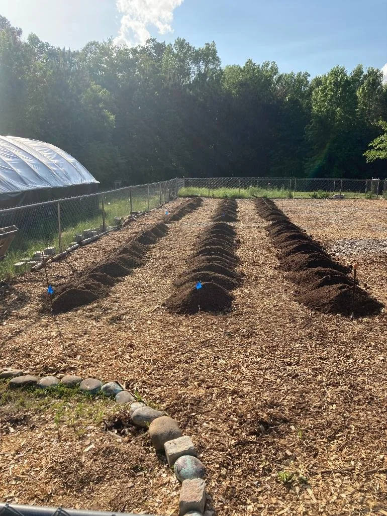 A garden with freshly planted rows of soil, enclosed by a chain-link fence, with a greenhouse on the left and dense green trees in the background under a sunny sky.