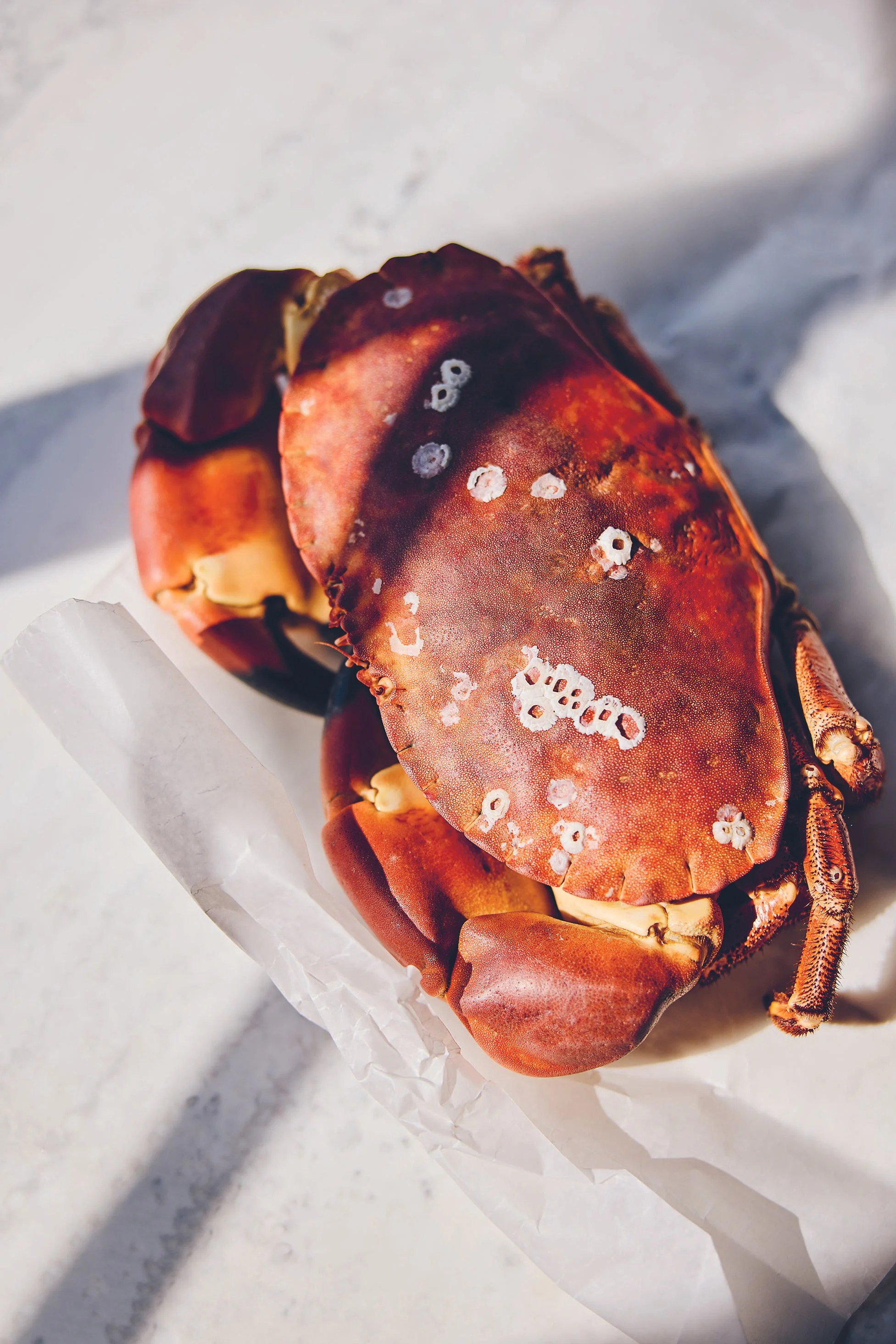 Crab_004.jpg