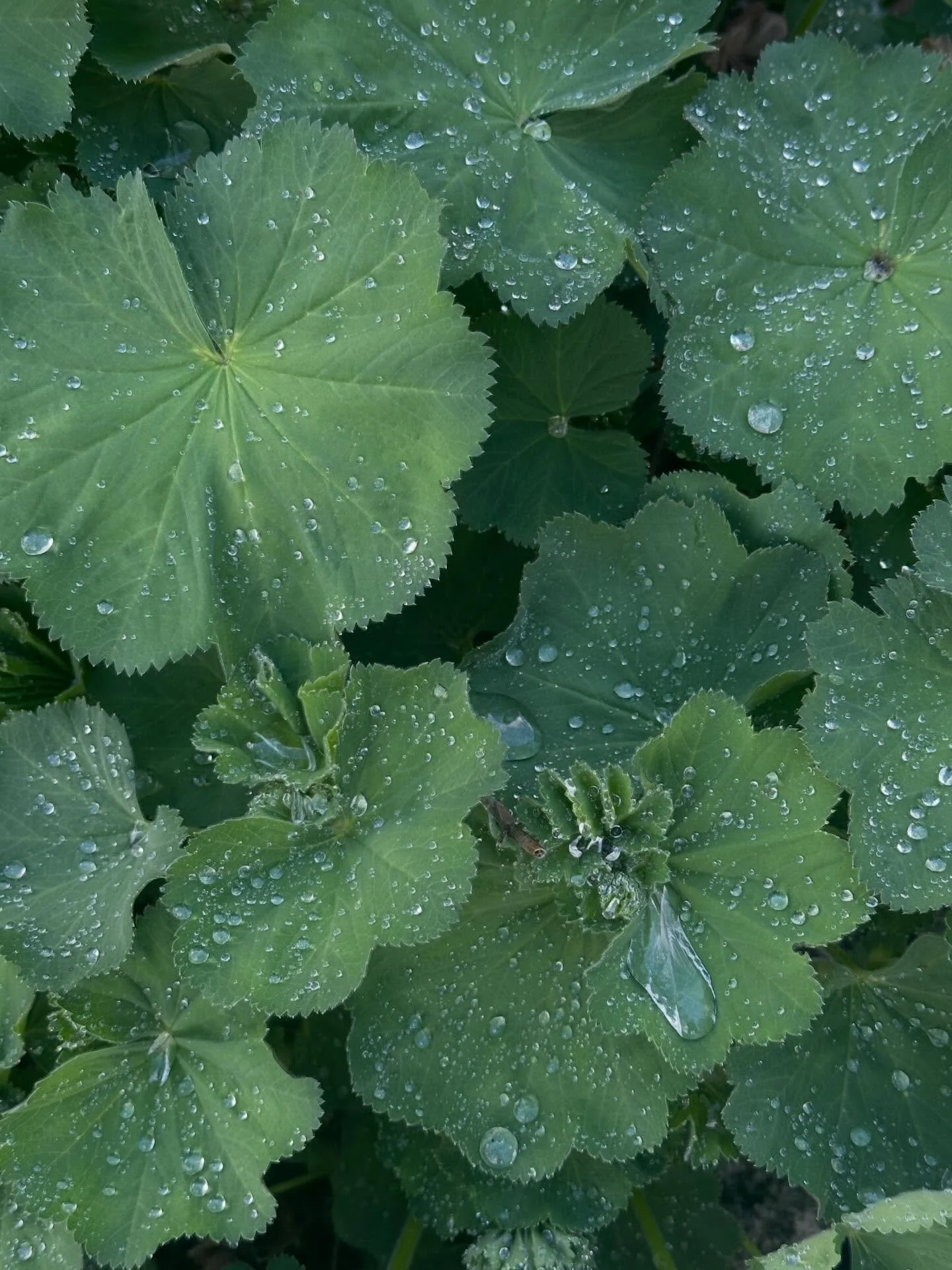 Lekkert bladverk etter dagens regnbyge.. Kveldens hagevandring byr p&aring; fine detaljer og herlig frisk luft🙏

#nyenergi #helse #estetikk #hageglede #vitamingreen