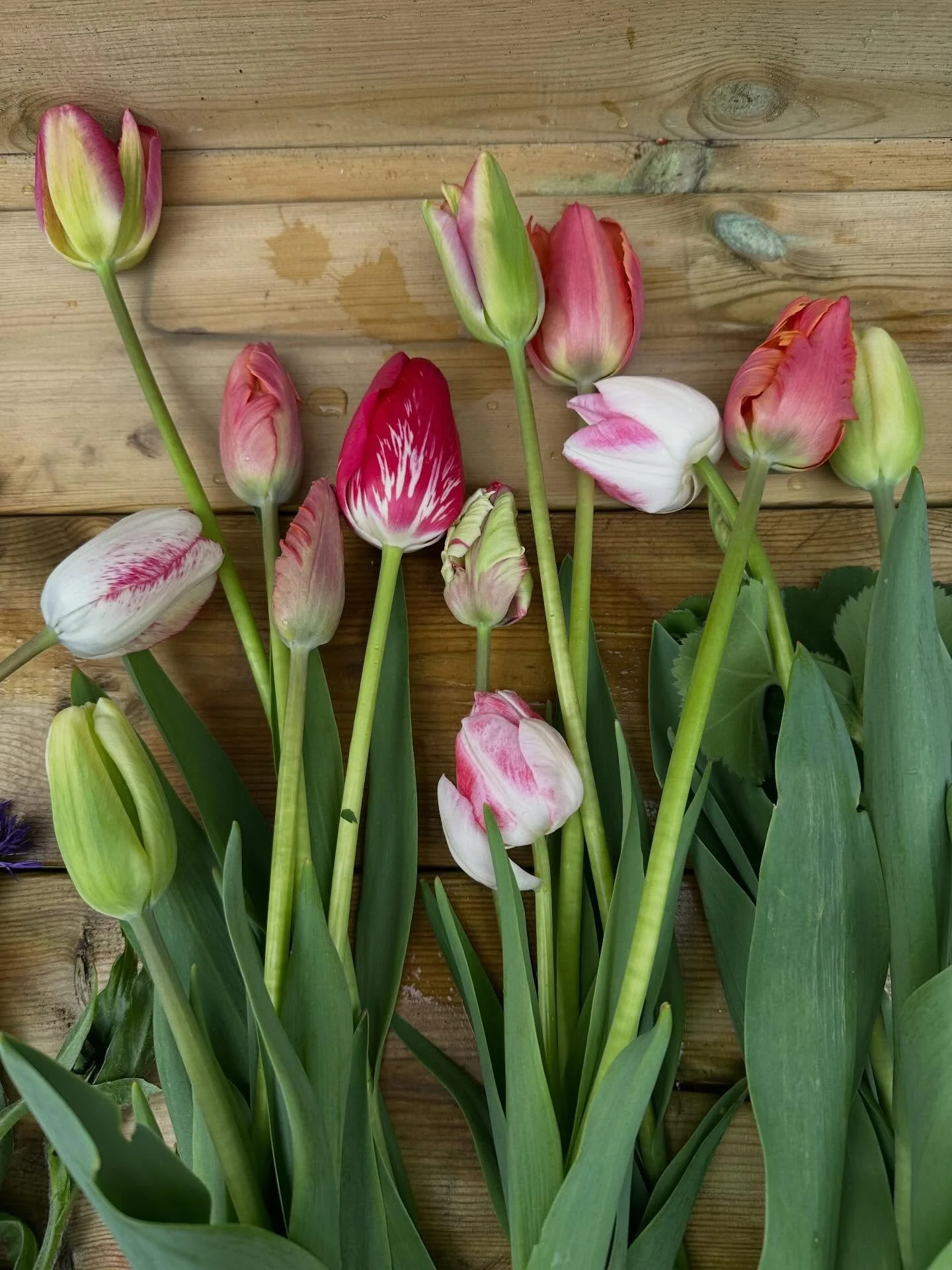#Sesong og #ureist&hellip;. 

#vitaming #estetikk #tulips