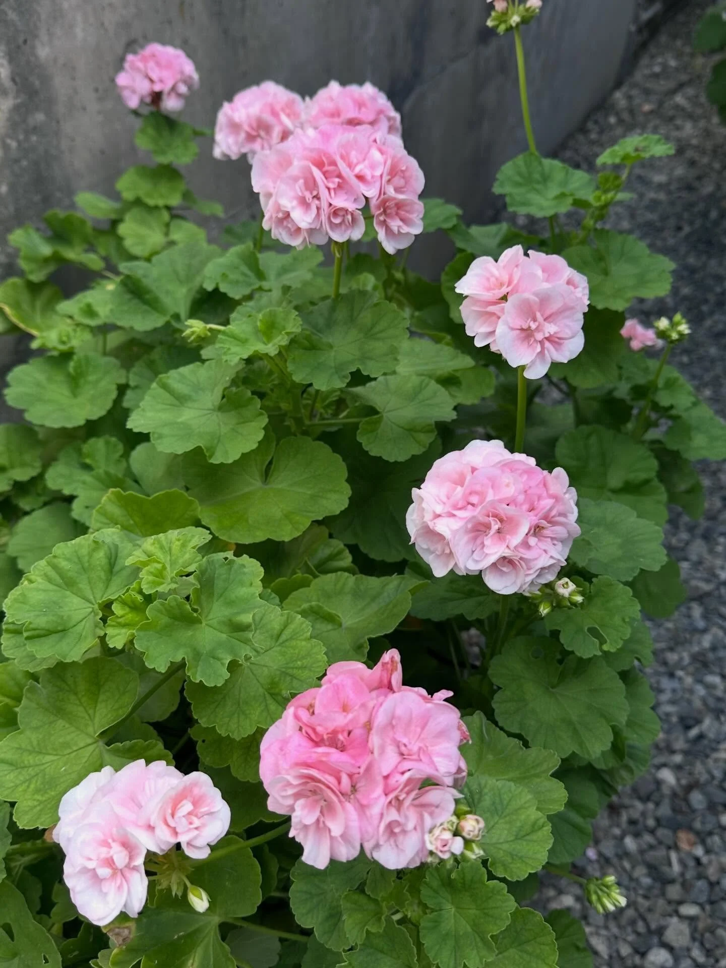 Blir aldri ikke lei denne 🌸&hellip; Dr. Ingrid pelargonium blir finest i skygge, om den f&aring;r st&aring; ute i frisk sommerluft, med tilf&oslash;rsel av n&aelig;ring og vann. Da har du en f&oslash;lgesvenn lenge&hellip; 

#pelargonium #sommer #ha