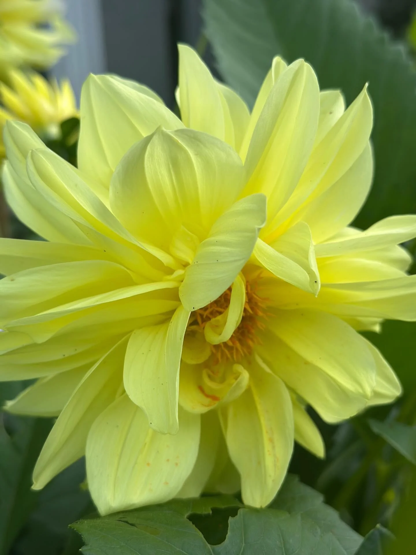 Gult er kult👌, vakkert og energigivende..

Jeg h&oslash;rer ofte at mange ikke liker gule blomster. Jeg sa det samme selv for noen &aring;r siden. Men f&aring; ting i livet er fastl&aring;st og statisk, og det er heldigvis lov &aring; skifte mening.