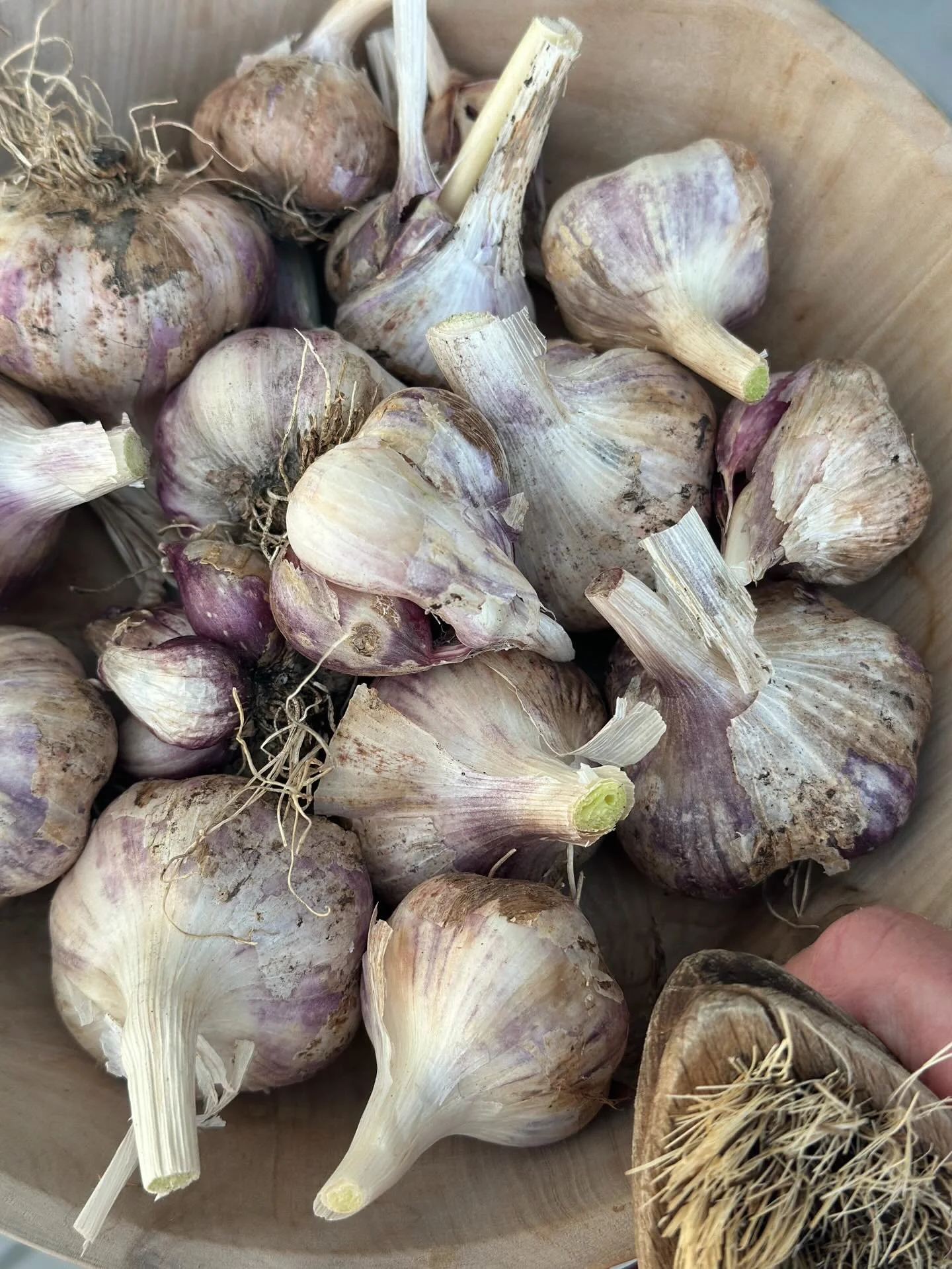 Hvitl&oslash;k er greit &aring; dyrke selv - Man gj&oslash;r s&aring;her 🤗;

- del opp hvitl&oslash;ken du skal plante i ett og ett fedd (bruk settel&oslash;k)
- stikk disse ned i jorden (et par-tre cm dybde) med noe avstand mellom, spissen skal opp