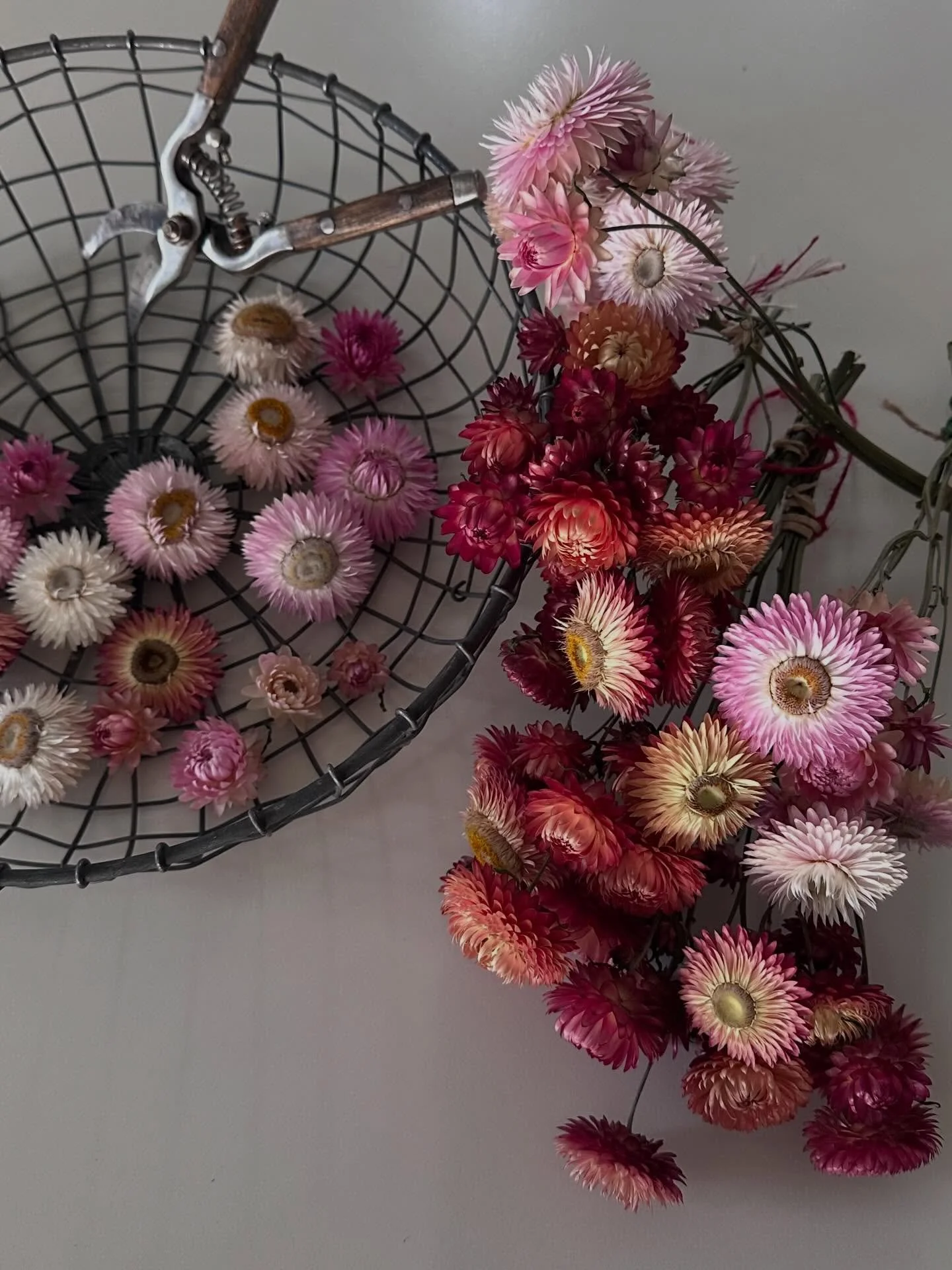 Vi undervurderer vel altfor ofte sm&aring; hverdagslige gleder&hellip;

#evighetsblomst #glede #gartnerliv #estetikk #selfgrowth🌱
