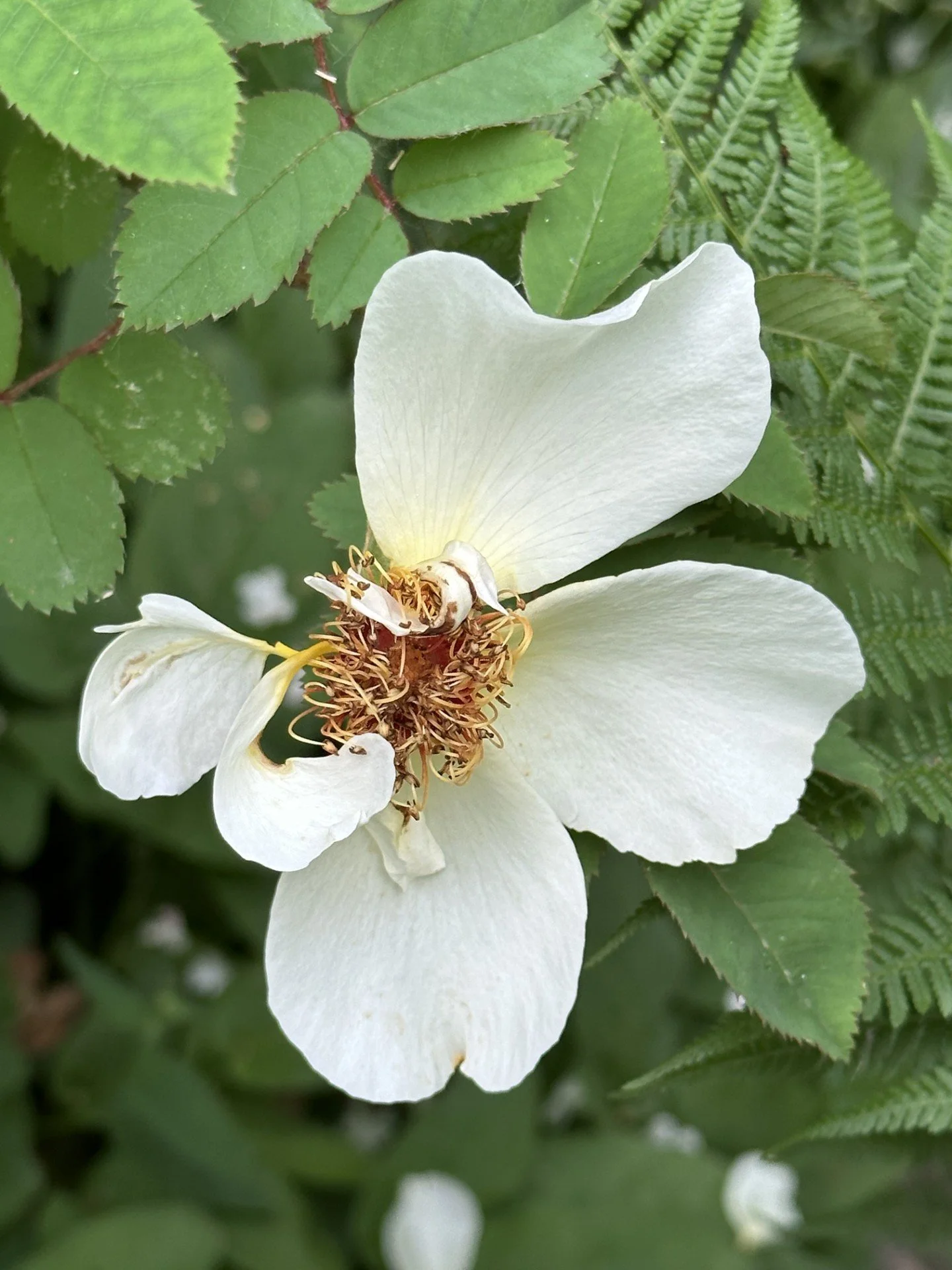 Vitamin G Aicha blomst