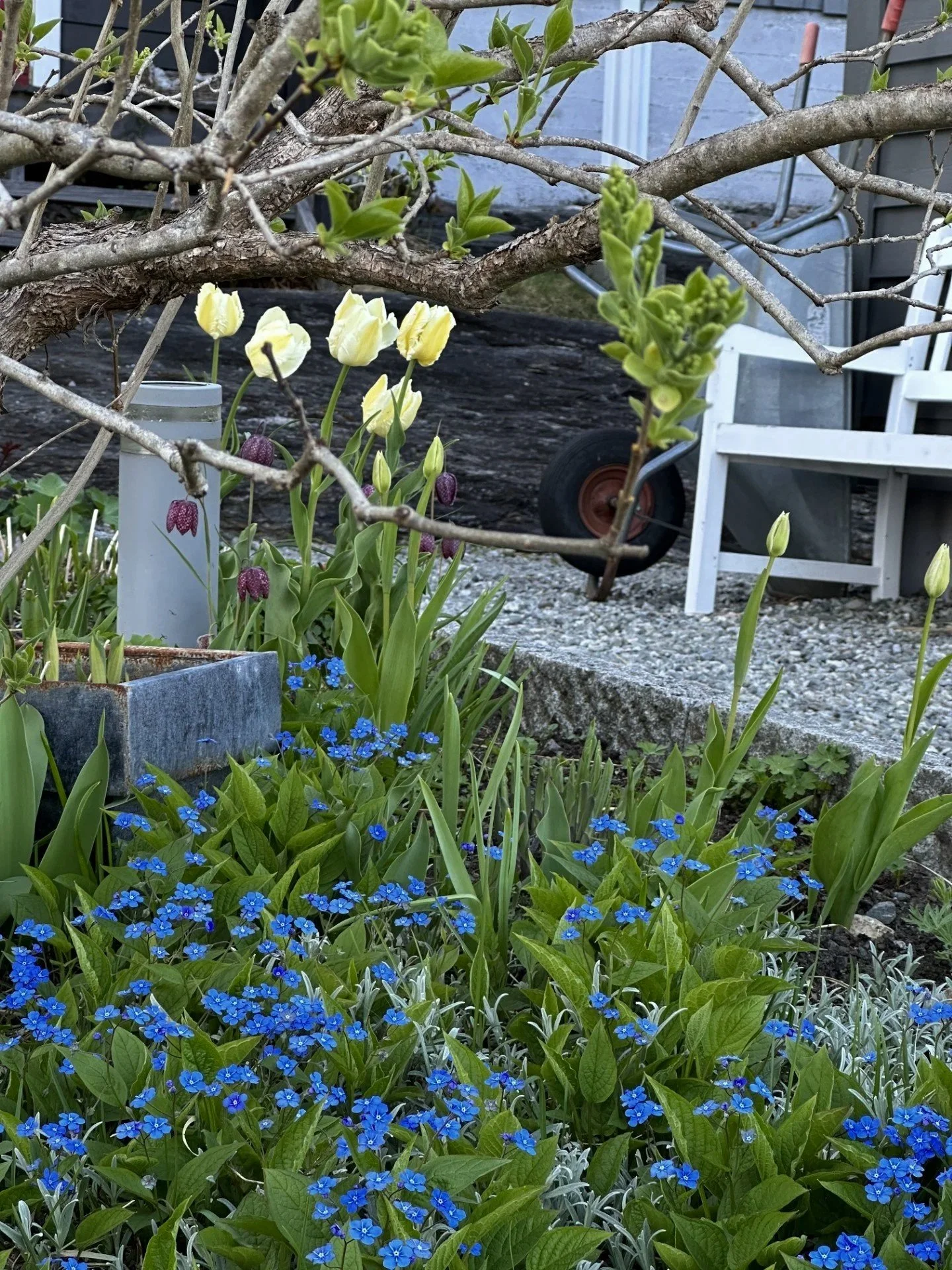 Vitamin G Vår i hagen blomster i bed