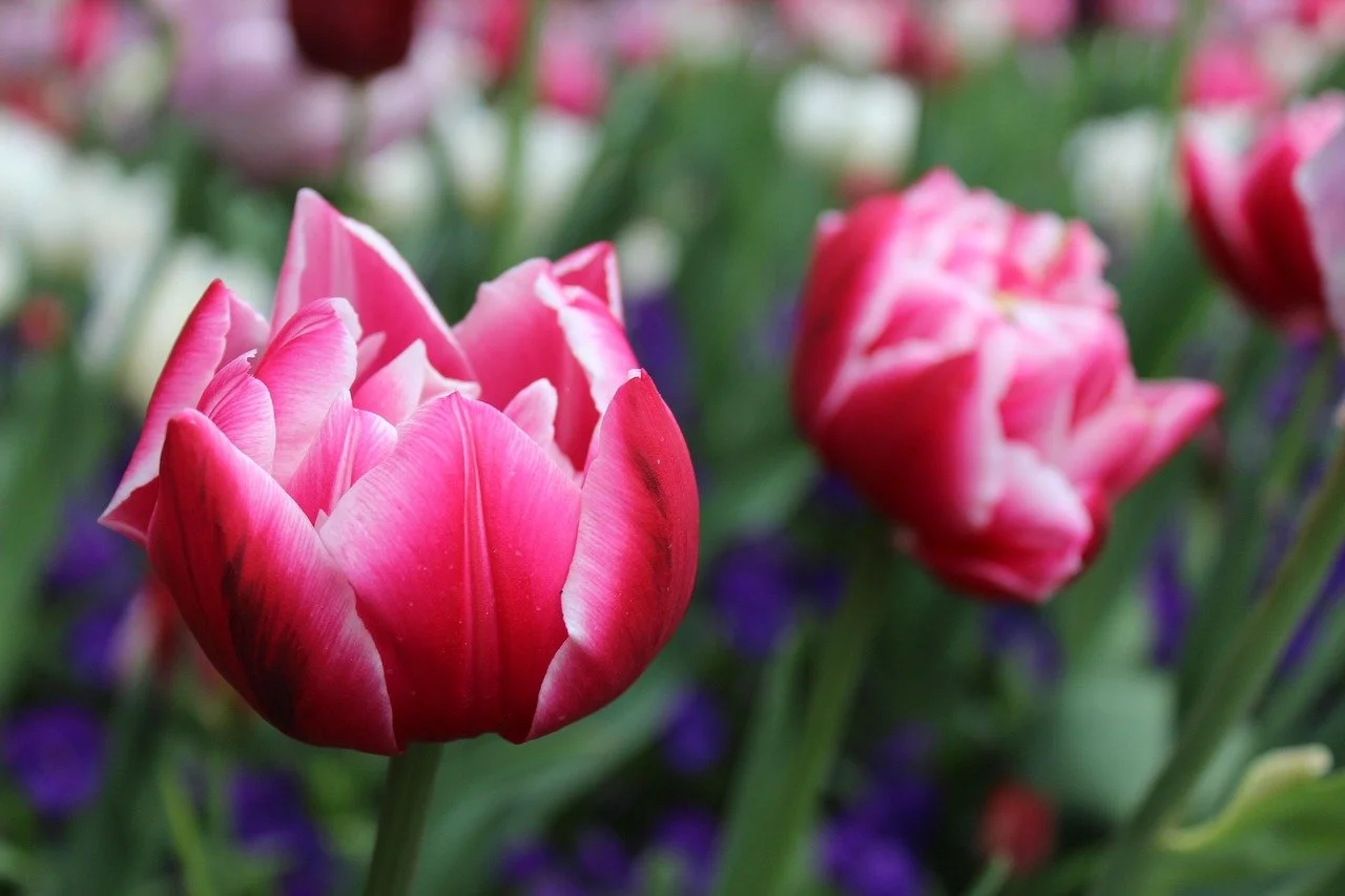 roze tulp natuurlijke gezondheid
