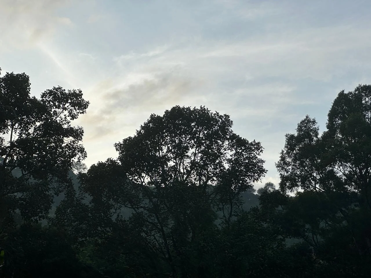 Silhouettes of trees against a partly cloudy sky during daylight