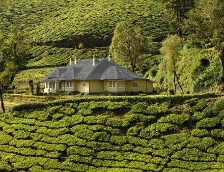 A yellow house with a gray roof surrounded by lush green tea plantations and trees with hills in the background.