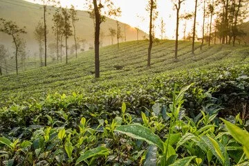 A lush green tea plantation on a hillside, with rows of tea plants and scattered trees during sunrise or sunset.