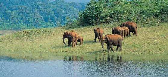 Six elephants grazing near a waterbody in a green field with trees and hills in the background.