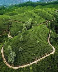 Lush green tea plantations on rolling hills with pathways and scattered trees.