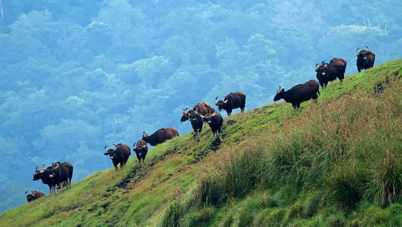 Group of yaks walking along a grassy hillside with mountains and forest in the background.